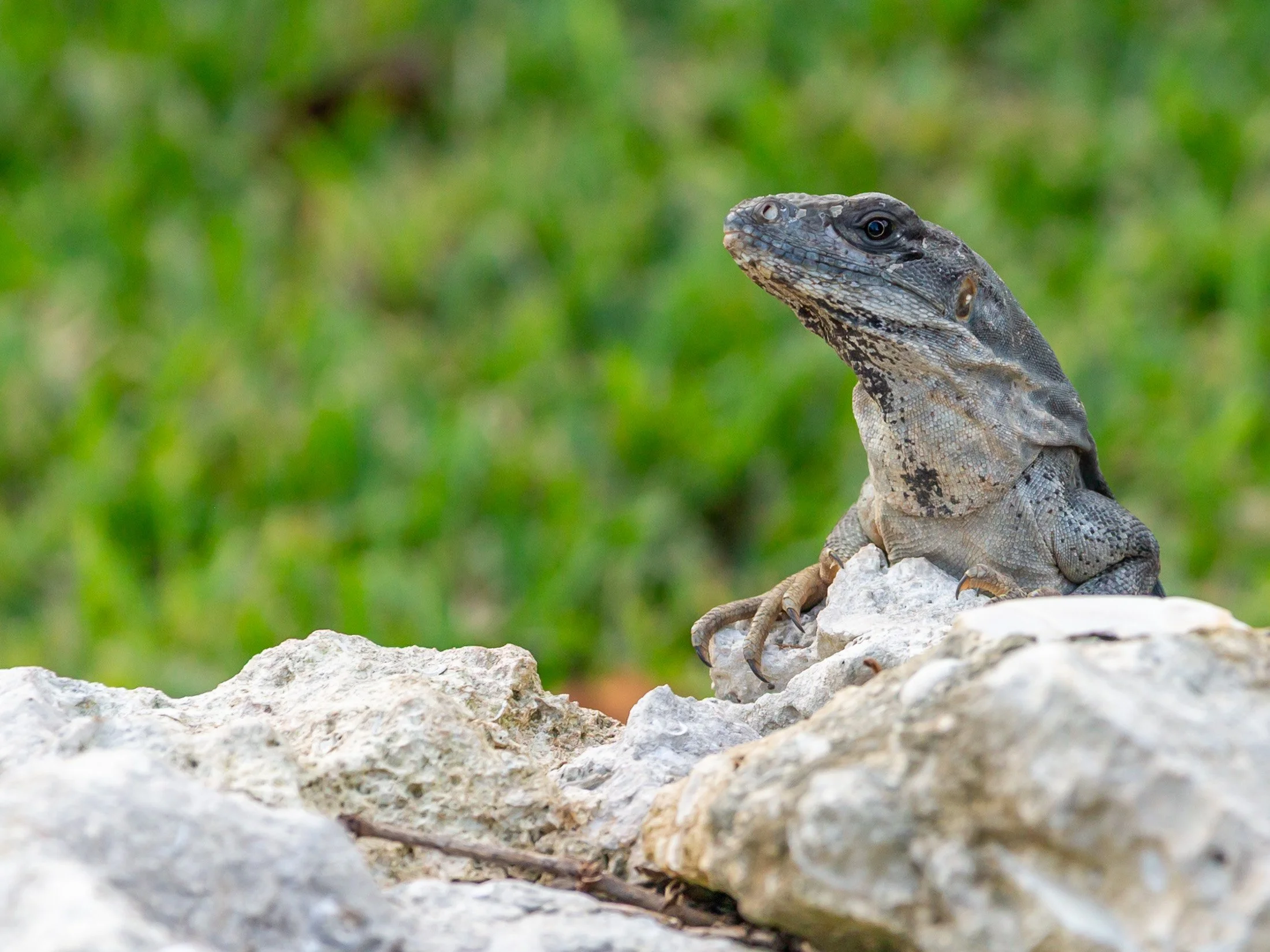 IGUANA, Riviera Maya, Mexico, 2024