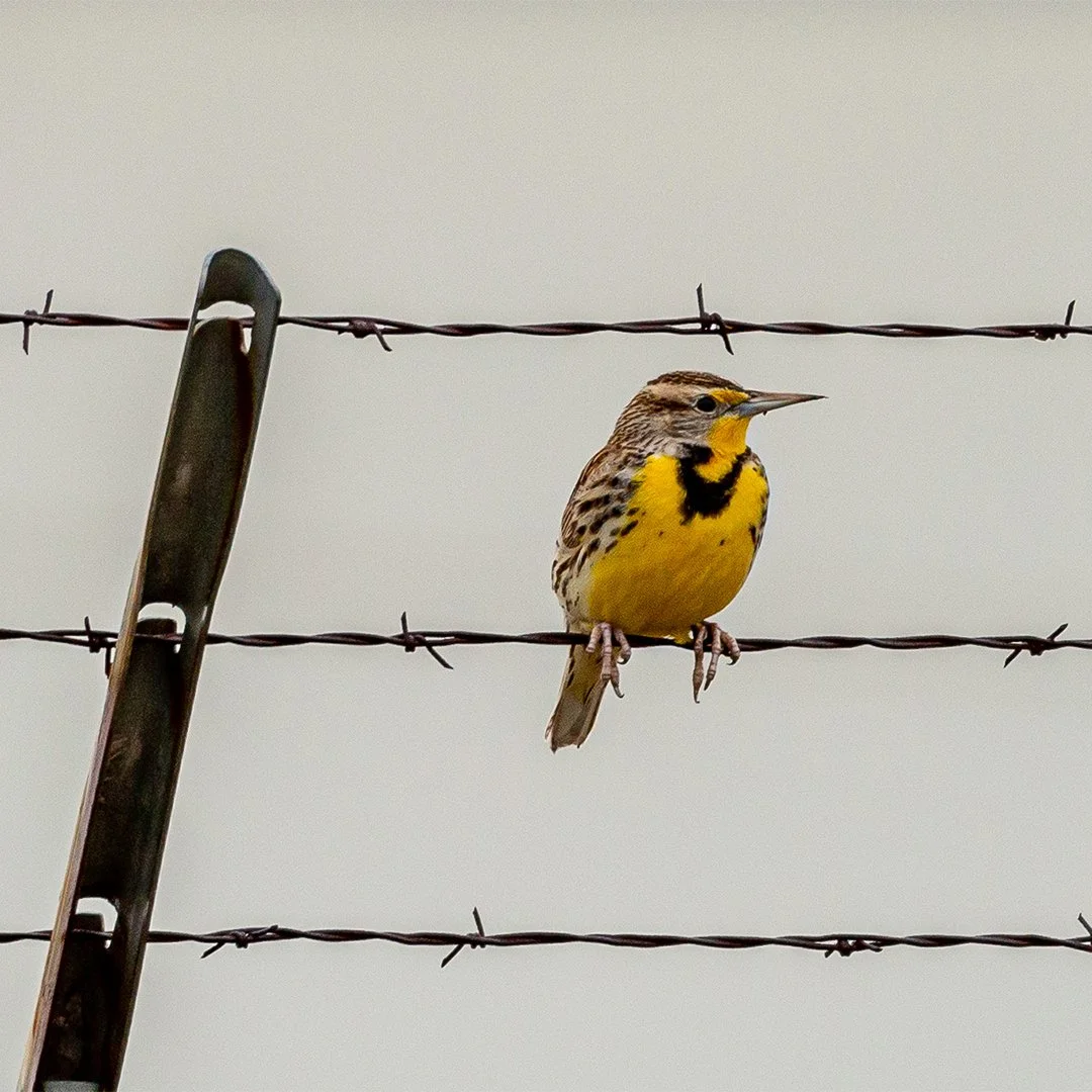 MEADOWLARK, Texas, 2023