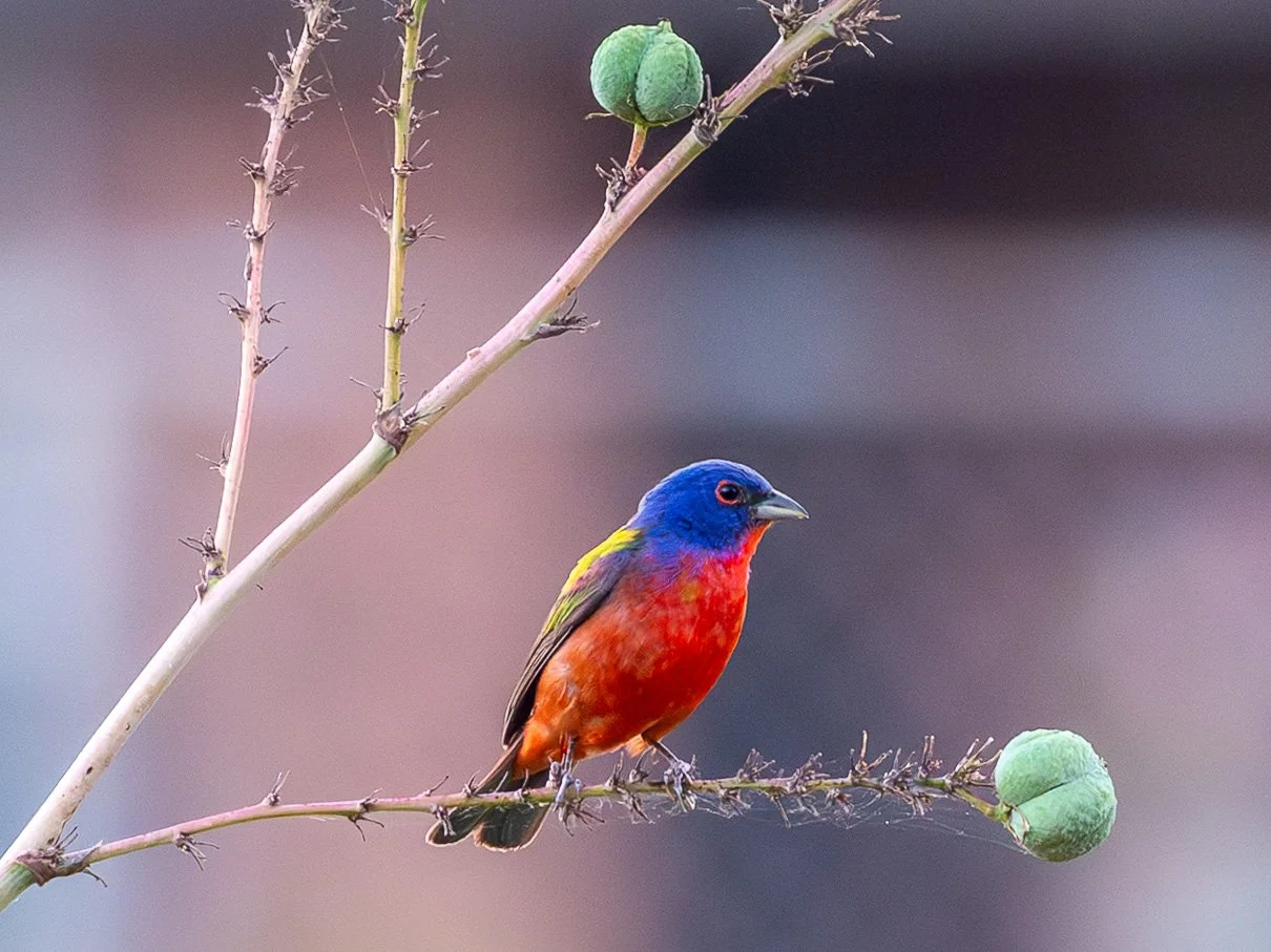 PAINTED BUNTING, Texas, 2026