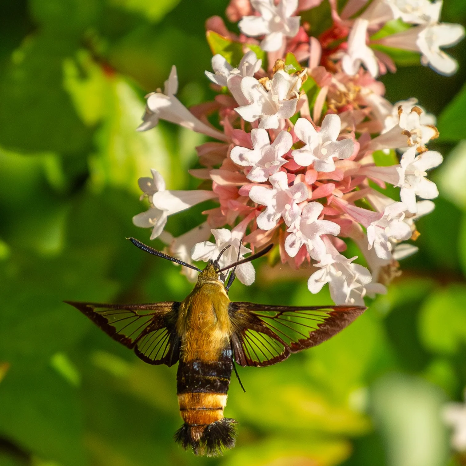 HUMMINGBIRD MOTH, Texas, 2026