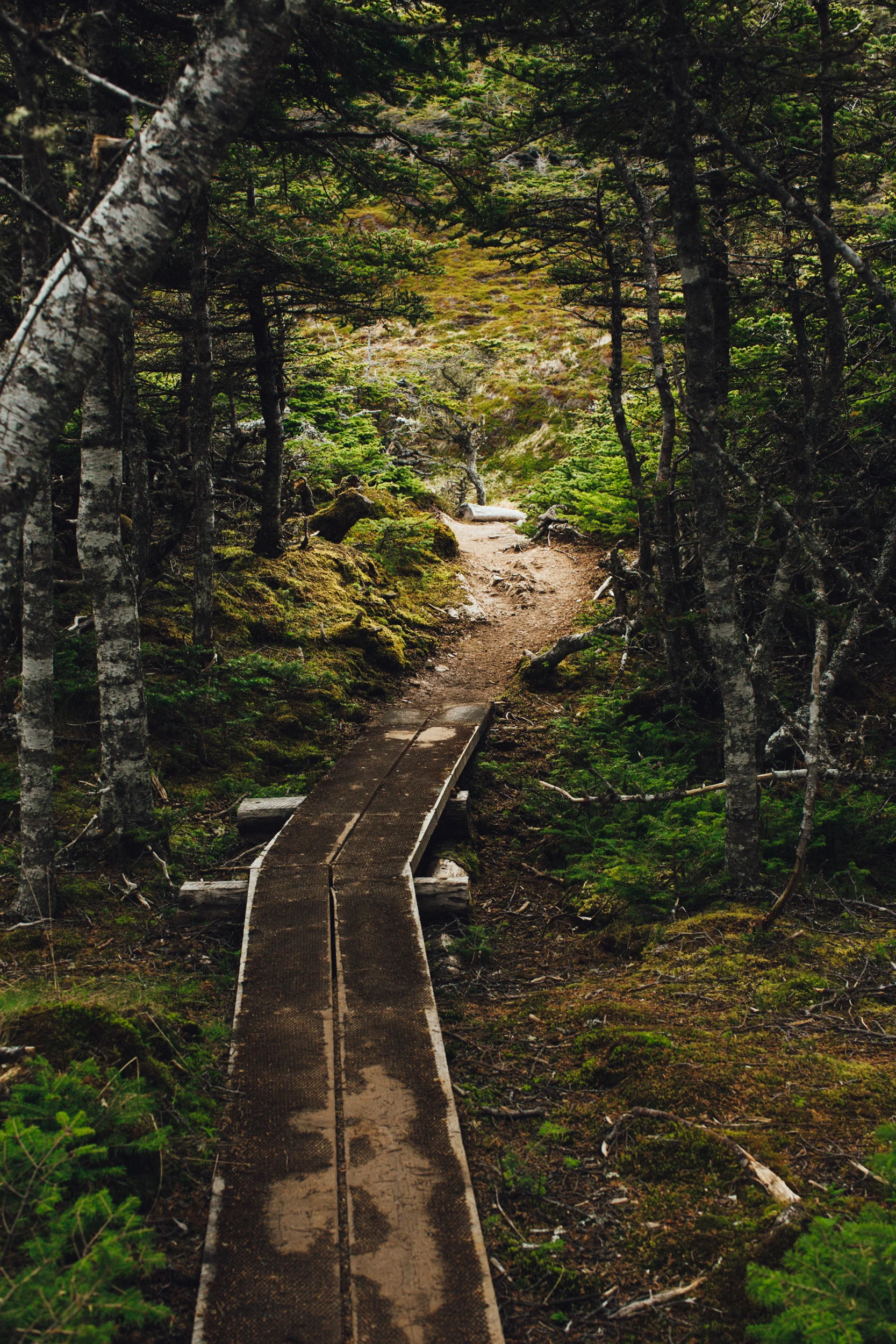 cnicholson_sherwinktrail_ca.jpg
