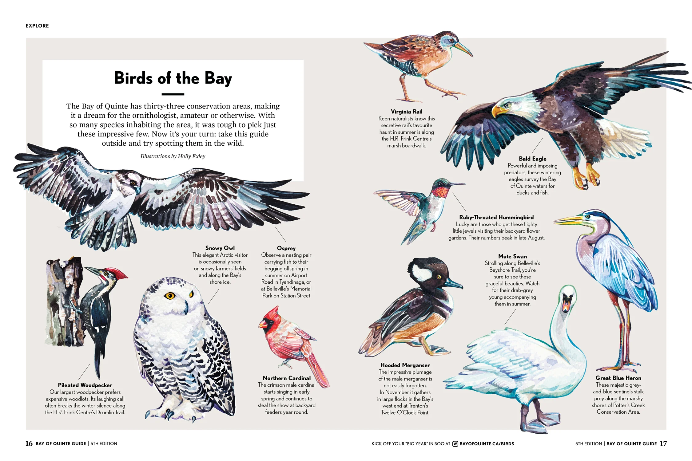 Illustrations, Holly Exley.