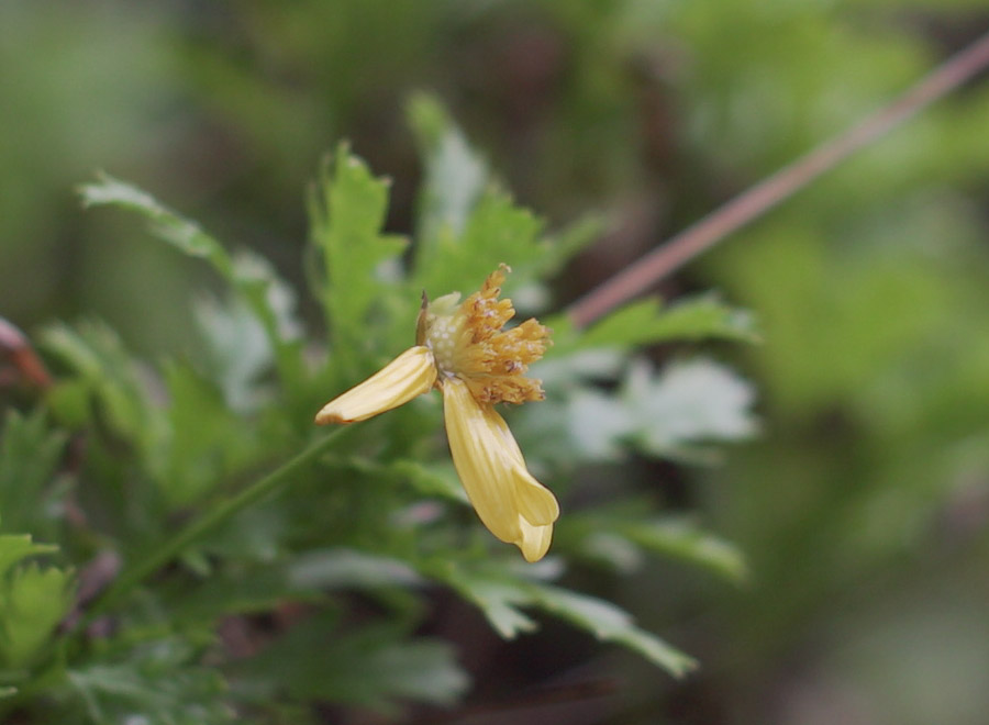 Minolta-Flower-f2.8-1to1.jpg