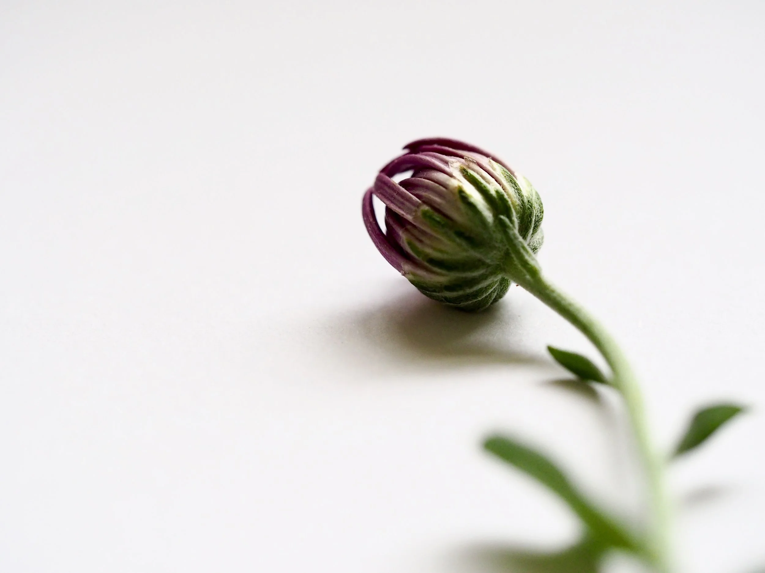 Image - closed flower bud
