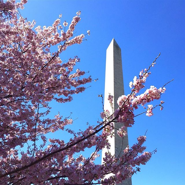 Those pink cherry blossoms though 🌸 😍🌸 they never get old. I first visited Washington, DC in the spring of my Junior year with a small group from my high school US Government class.  I think I must have taken two rolls of film of just these trees 