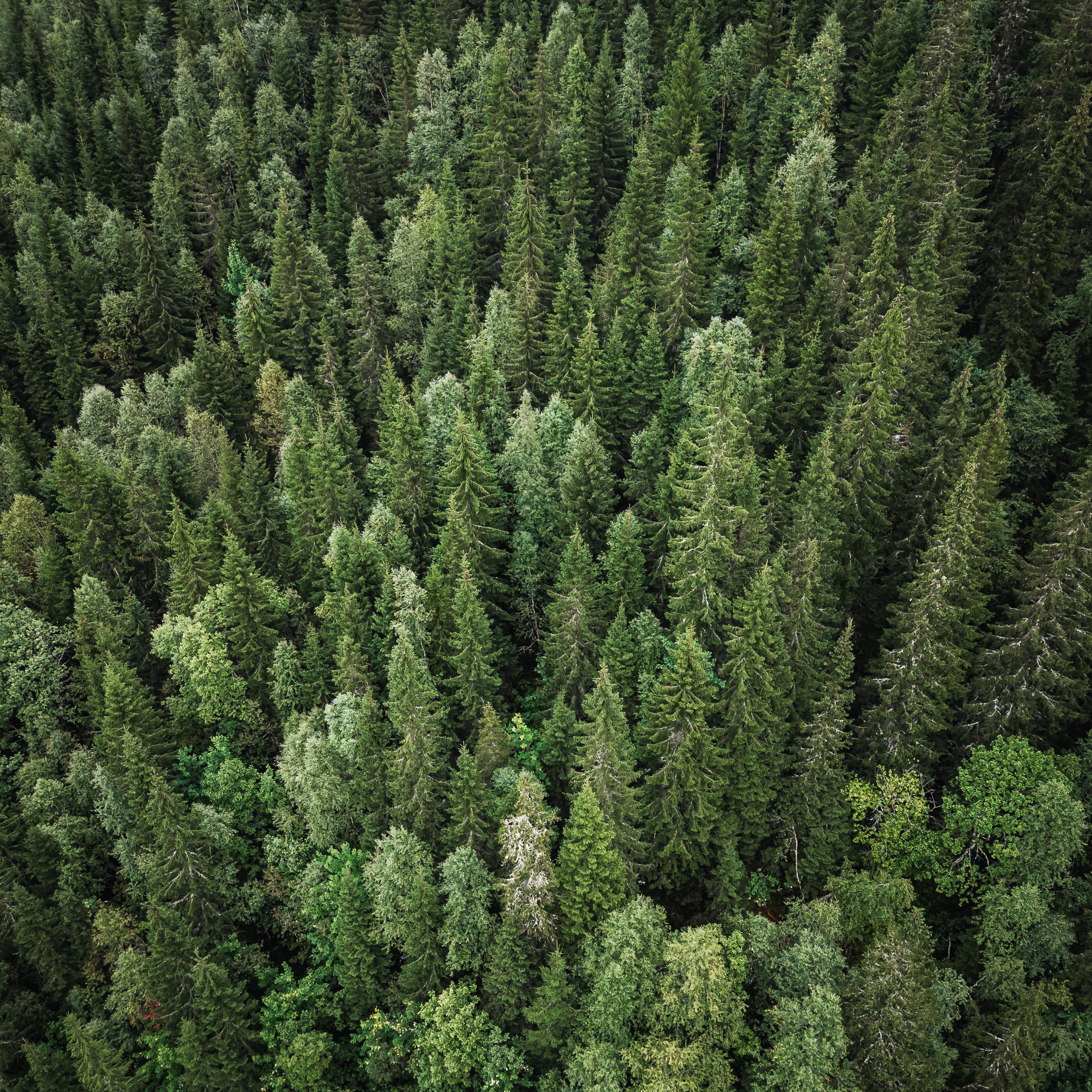 DJI_0217.jpg