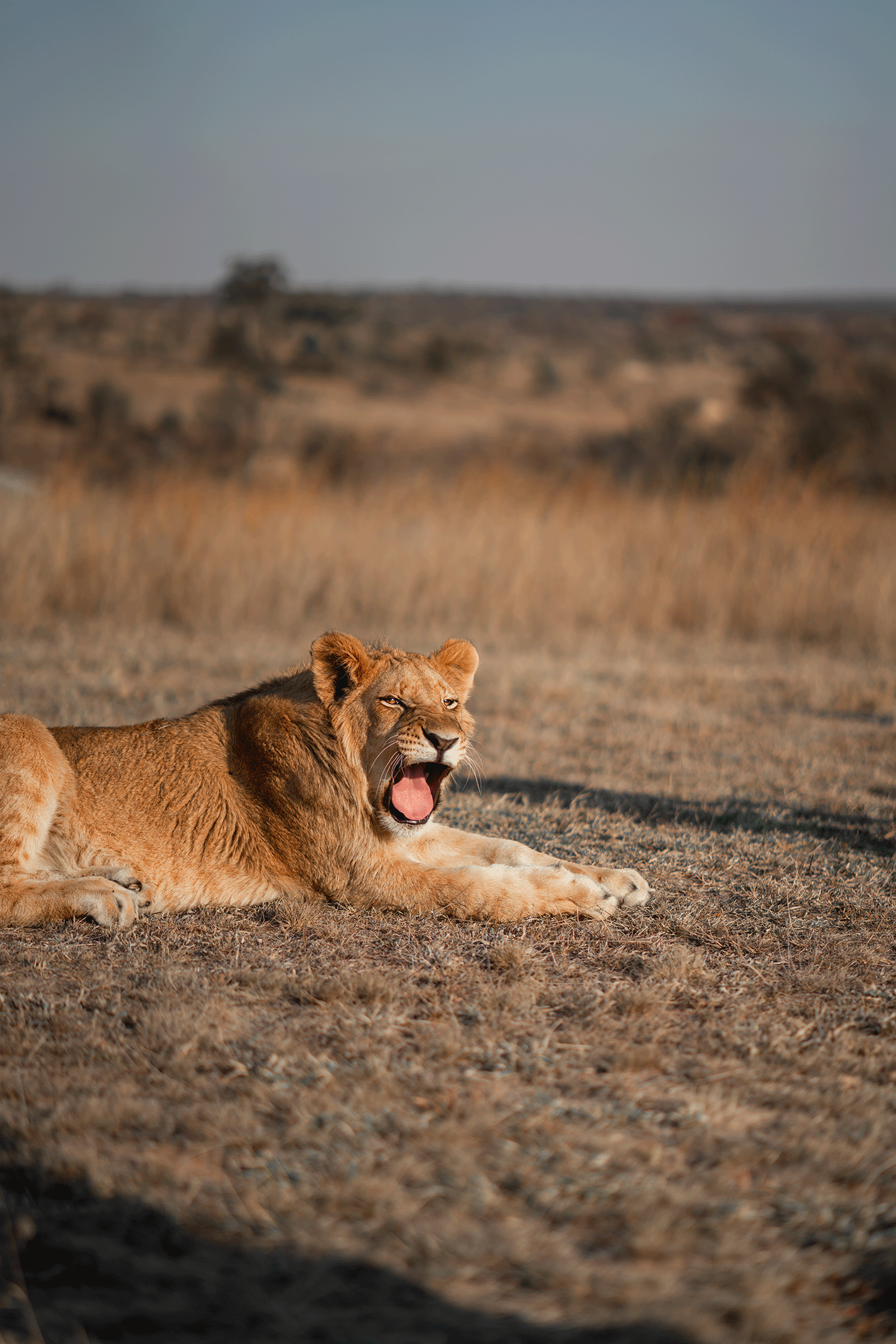 A male lion resting on the dry, grassy plains with a yawning mouth, in an African savannah landscape with distant hills and a blue sky.