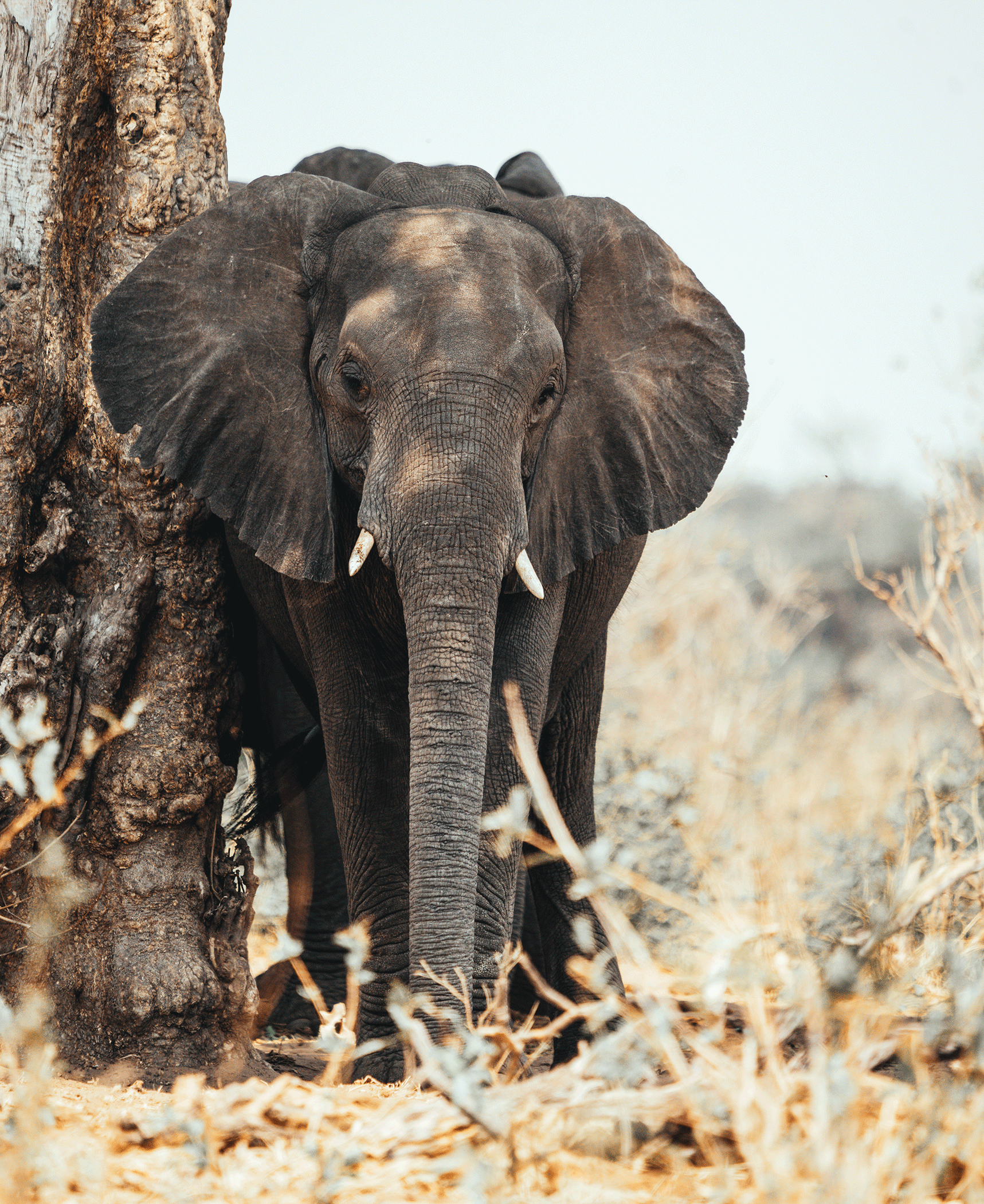 A large adult elephant with big ears and a long trunk standing next to a tree in a dry grassland, looking towards the camera.
