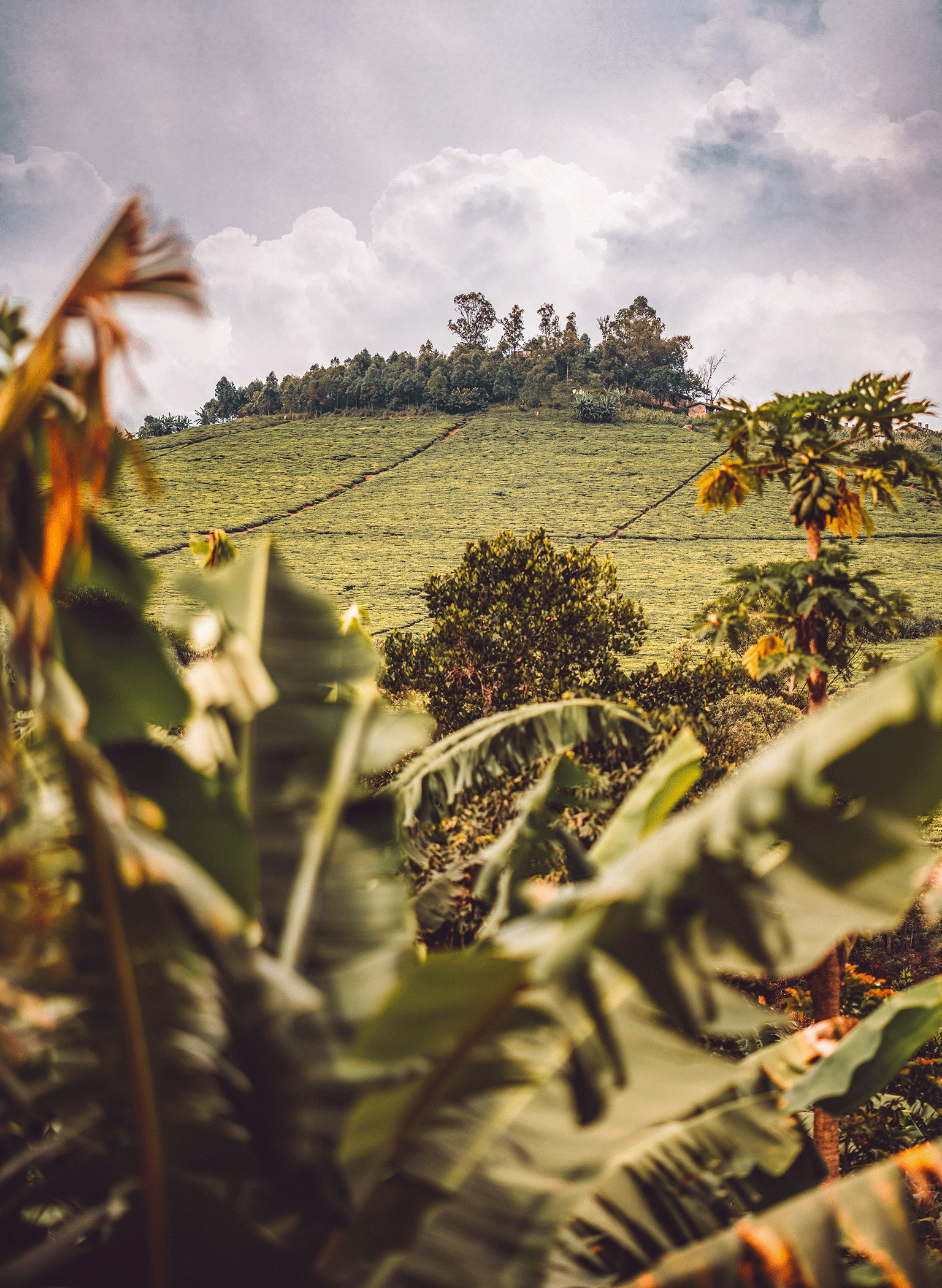 Rows of green plants on a Sri Lankan hillside with trees and a cloudy sky in the background.