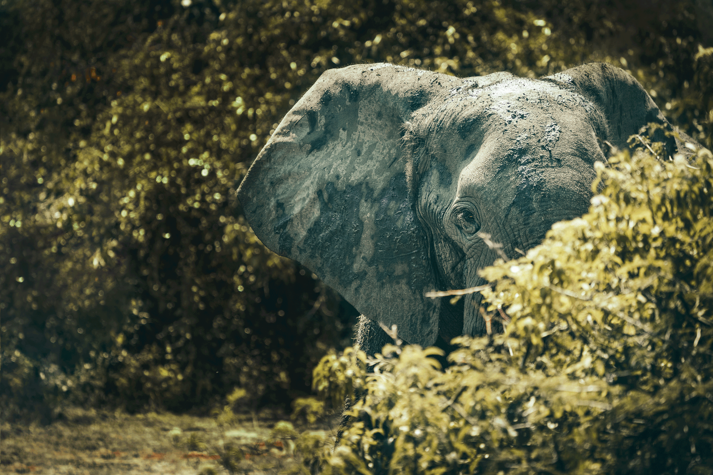 A close-up of an elephant's face, partially obscured by green foliage, in a natural outdoor setting.