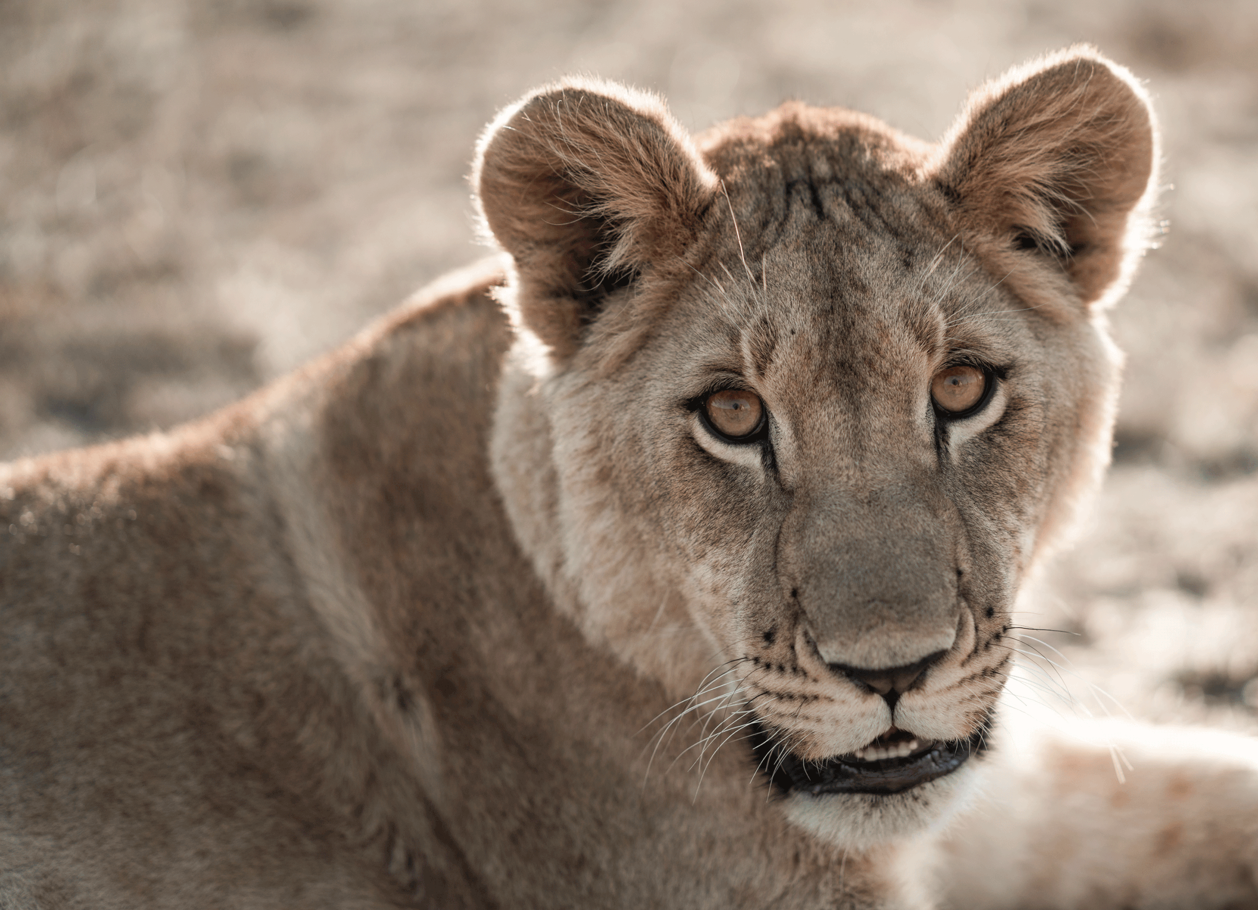 Close-up of a lion cub's face, showing its eyes, ears, and part of its body.