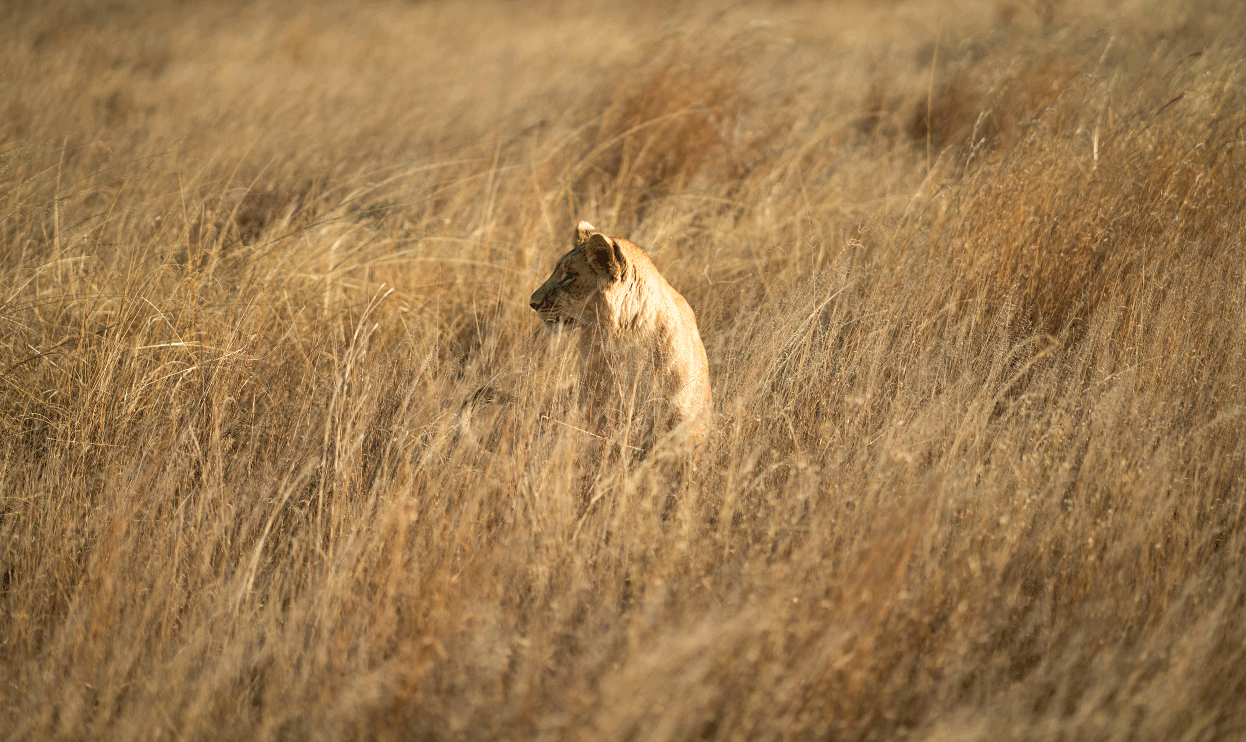 A lioness sitting among tall, dry grass in a savannah area.