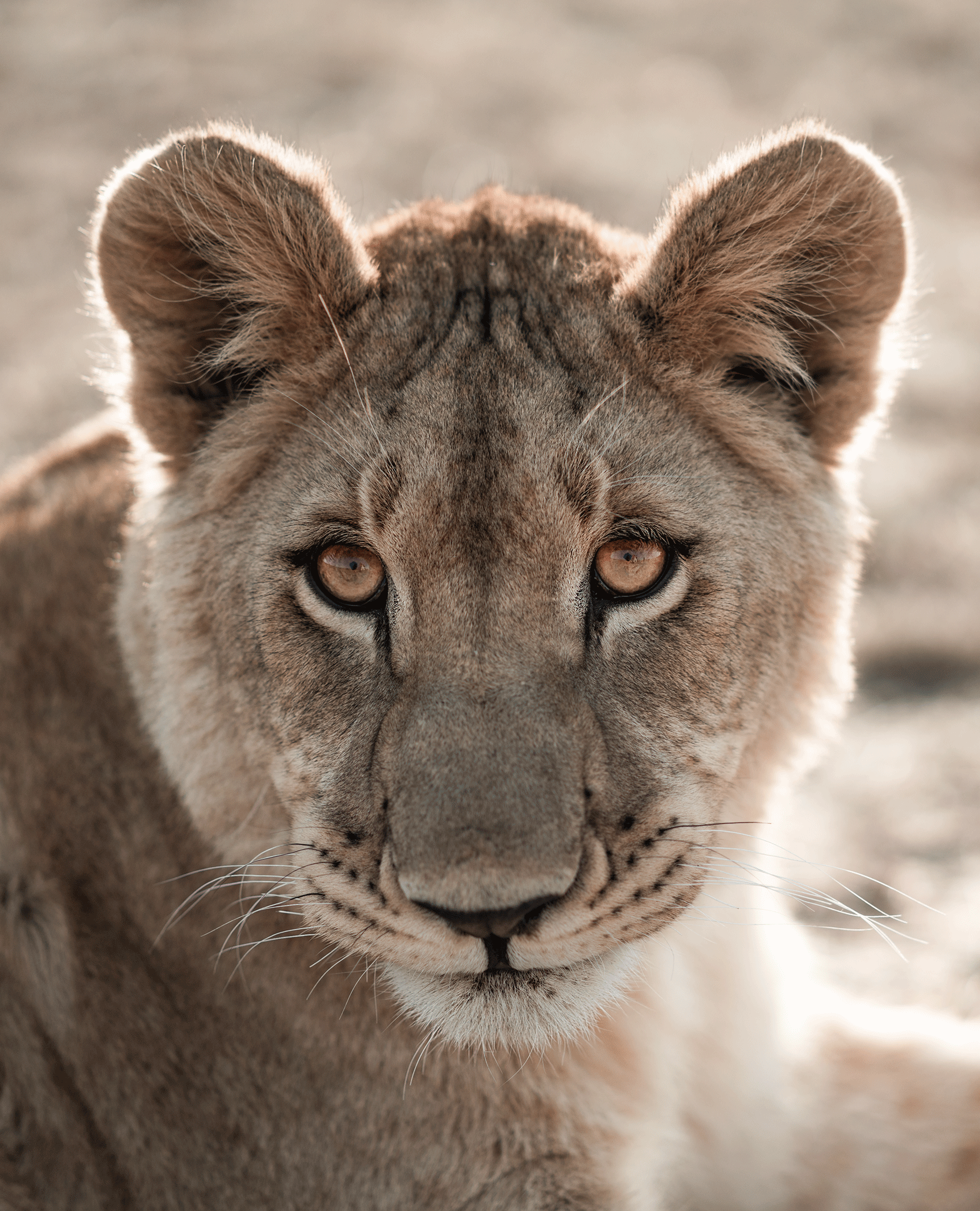 Close-up photo of a lion cub's face showing its eyes, nose, and ears, with sunlight highlighting its fur.