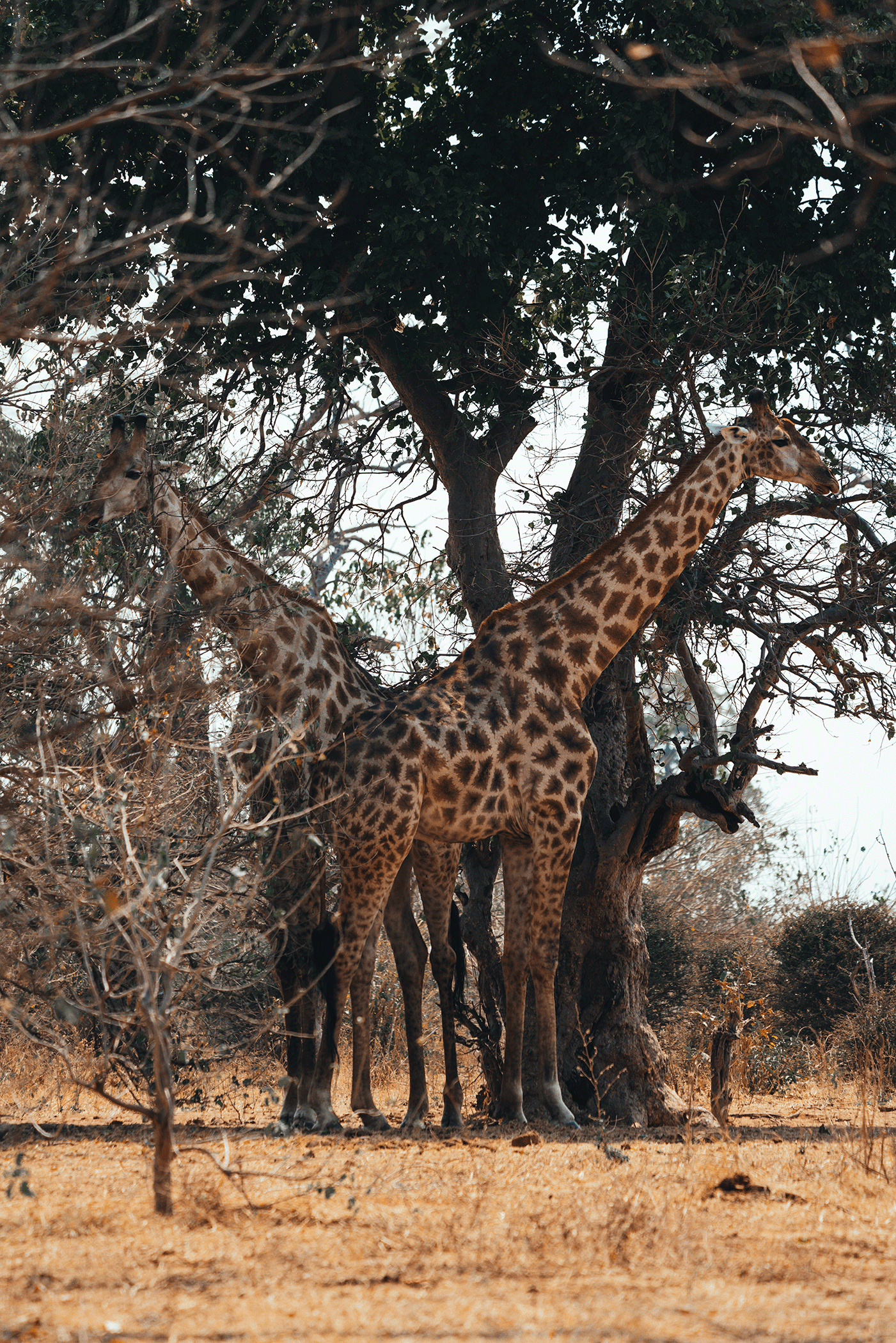 Two giraffes standing under a large tree in a dry, grassy landscape.