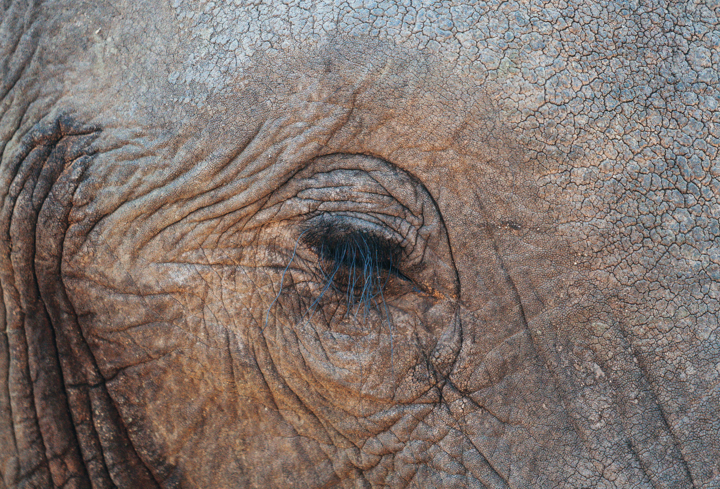 Close-up of an elephant's face showing wrinkled and textured skin around the eye area.