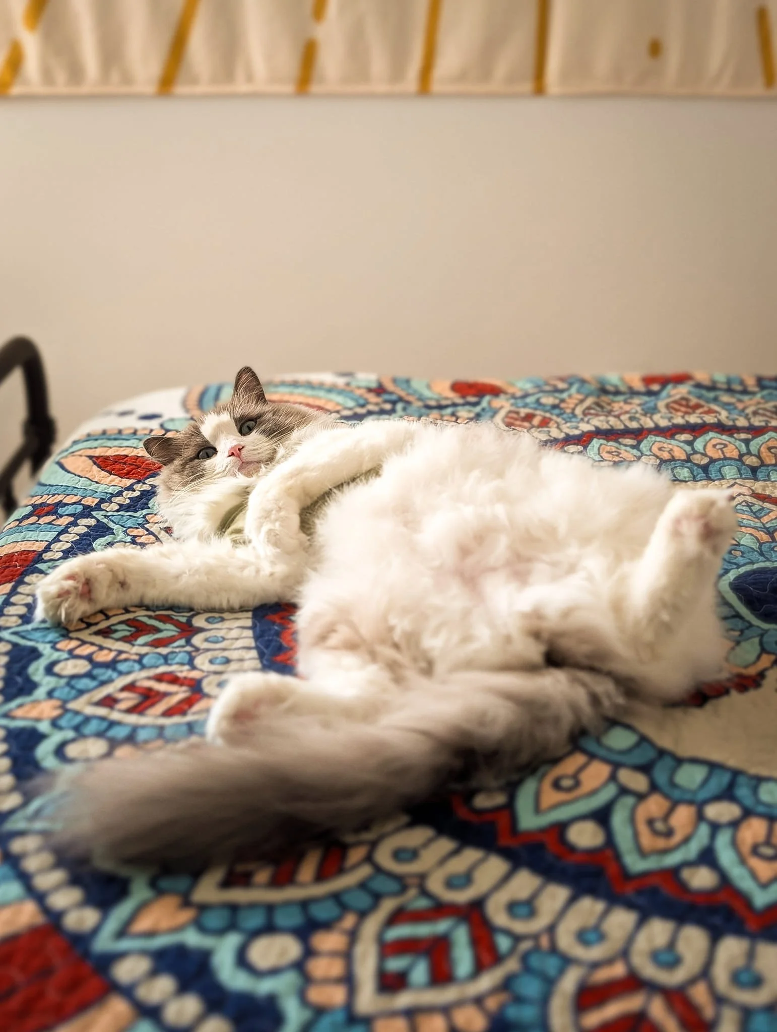 A fluffy gray and white cat lying on a colorful quilted bedspread, looking at the camera.