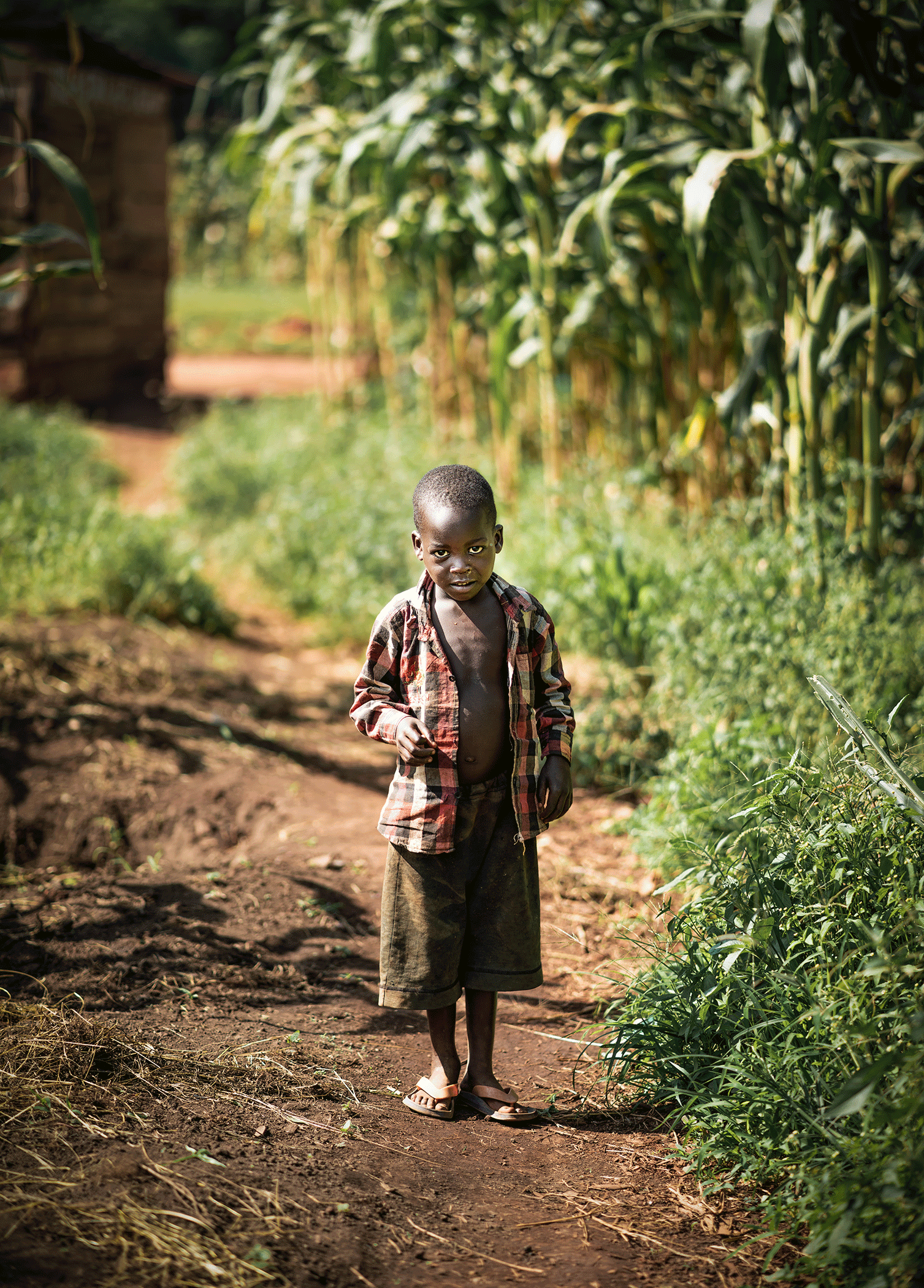 A young boy standing on a dirt path in a rural area, surrounded by green plants and corn crops, wearing a plaid shirt, shorts, and flip-flops, with a serious expression.