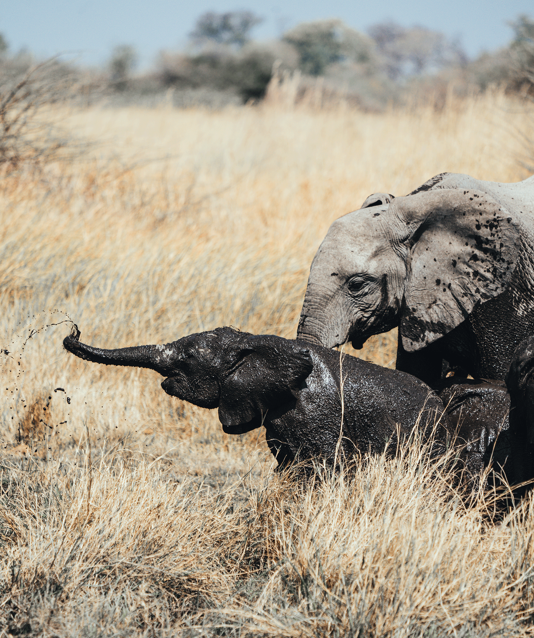 A close-up of a baby elephant with mud on its skin, standing in dry grass with a blurred background of trees.