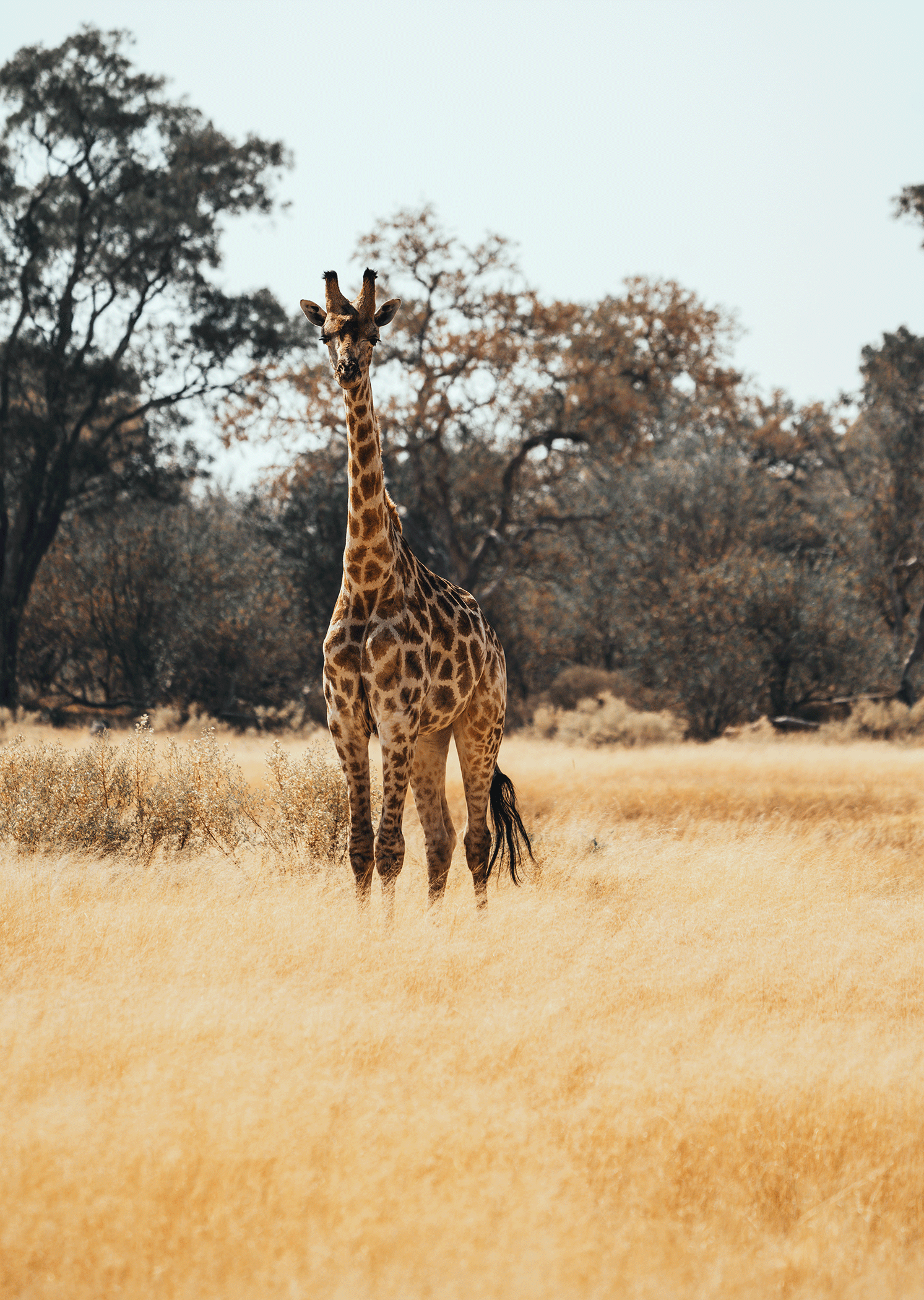 A giraffe standing in a grassy savannah with trees in the background.