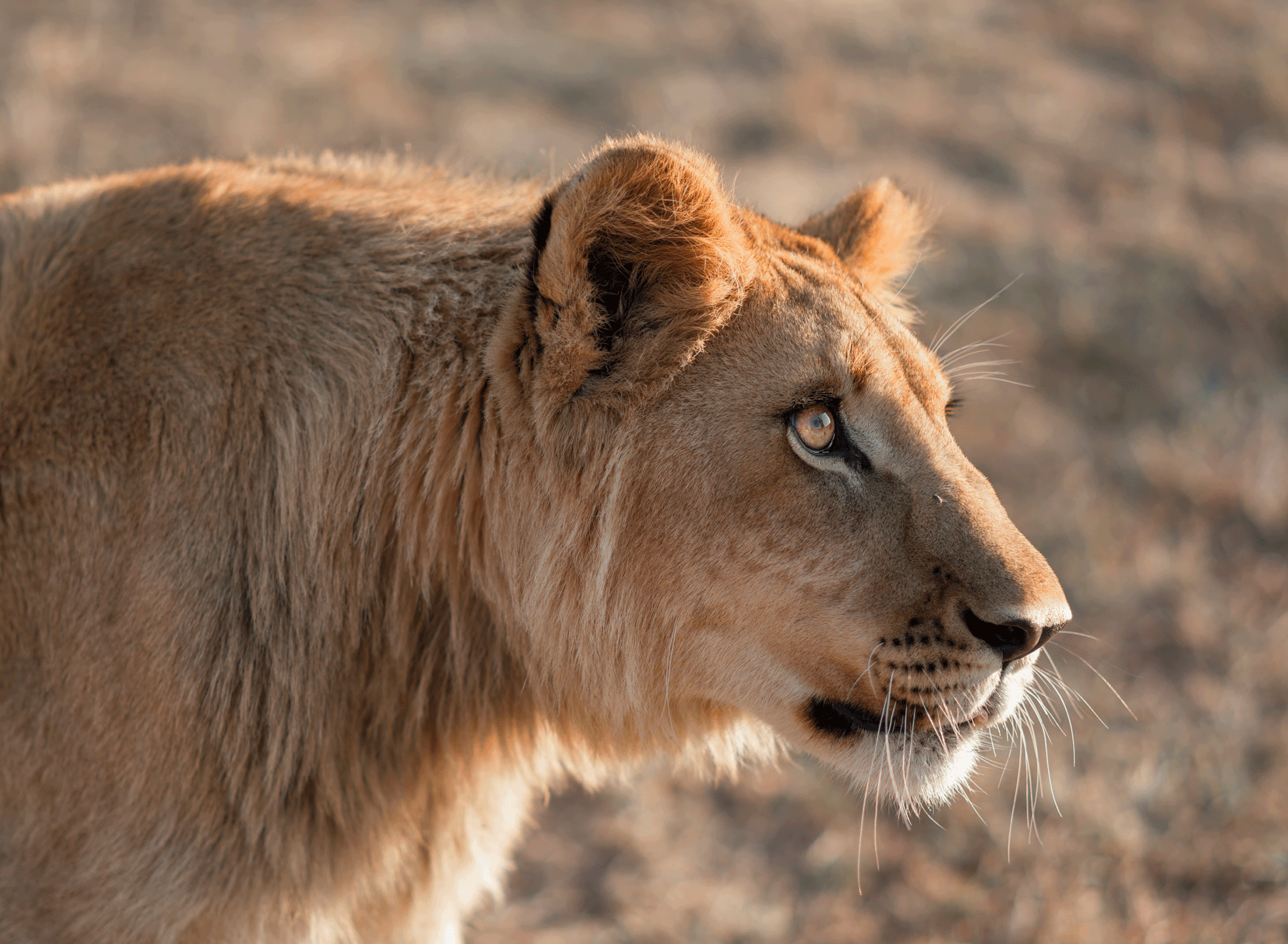 Close-up of a lion's face in profile, showing its golden fur, ear, and eye, with a blurred natural background.
