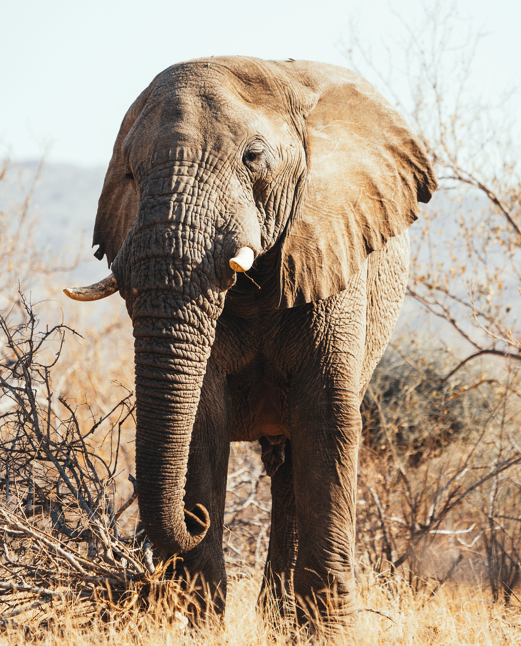 A large African elephant walking through a dry landscape with sparse trees and grass, captured in a natural habitat.