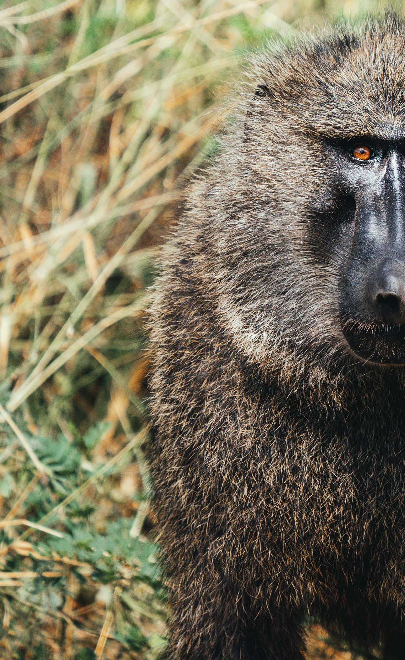 Close-up of a baboon's face with brown eyes and textured fur, surrounded by grass in a natural habitat.
