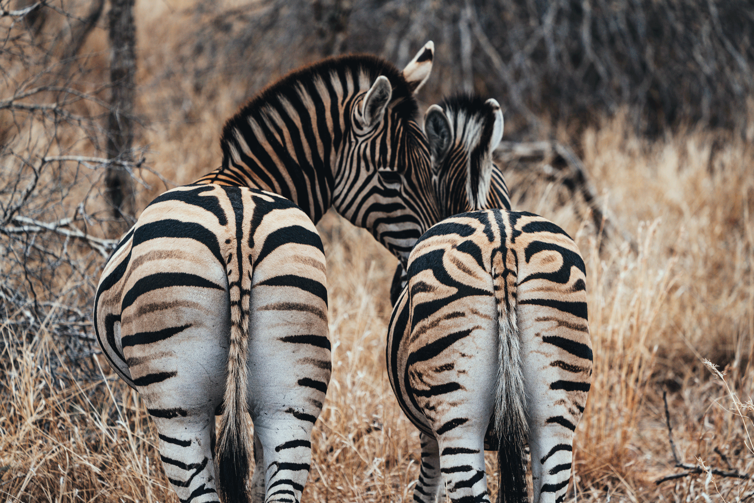 Two zebras standing close together in a dry grassy area, with their backs to the camera and heads turned inwards.