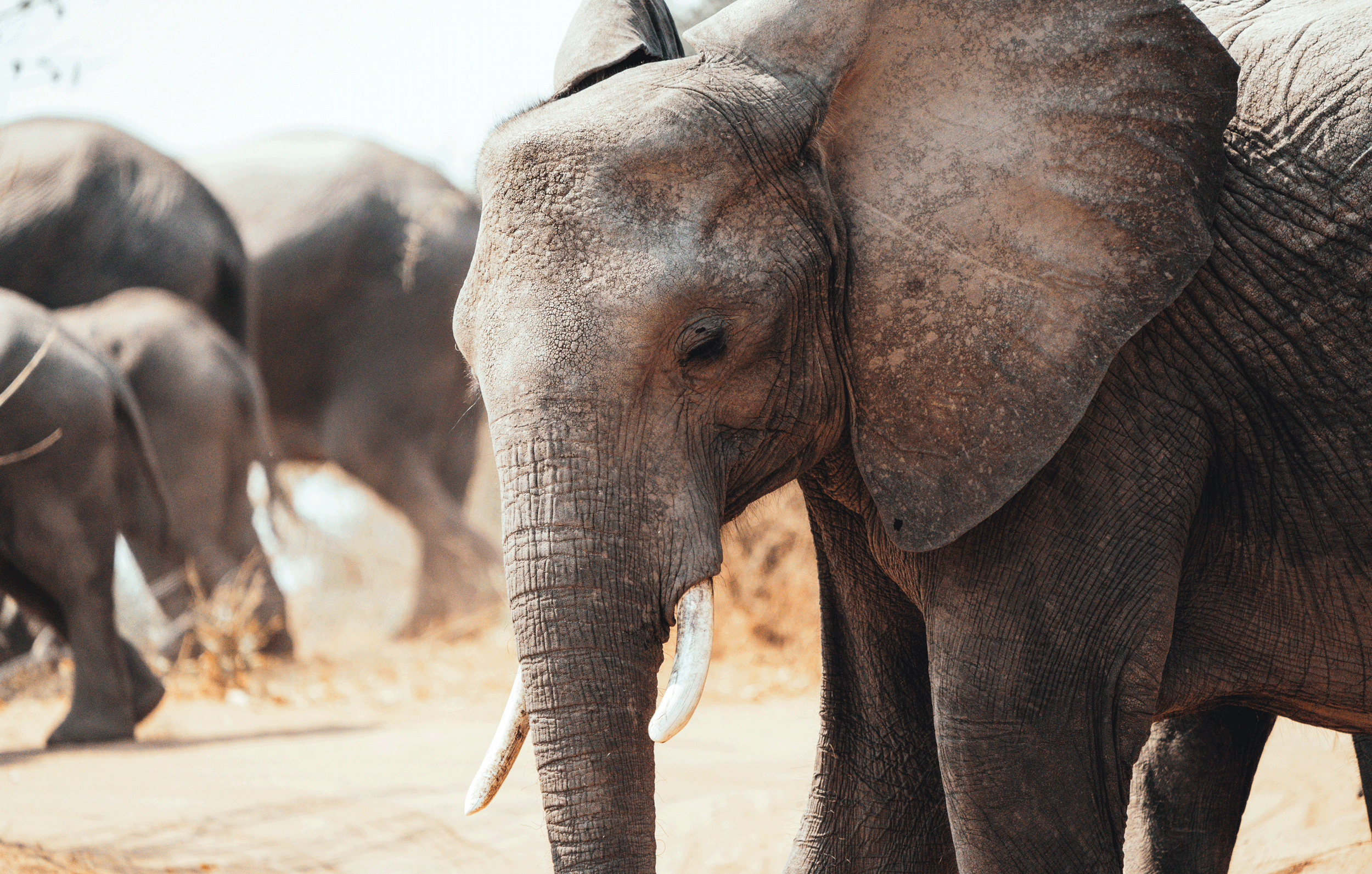 Close-up of an elephant's face and trunk in a herd in a dry, sandy landscape.
