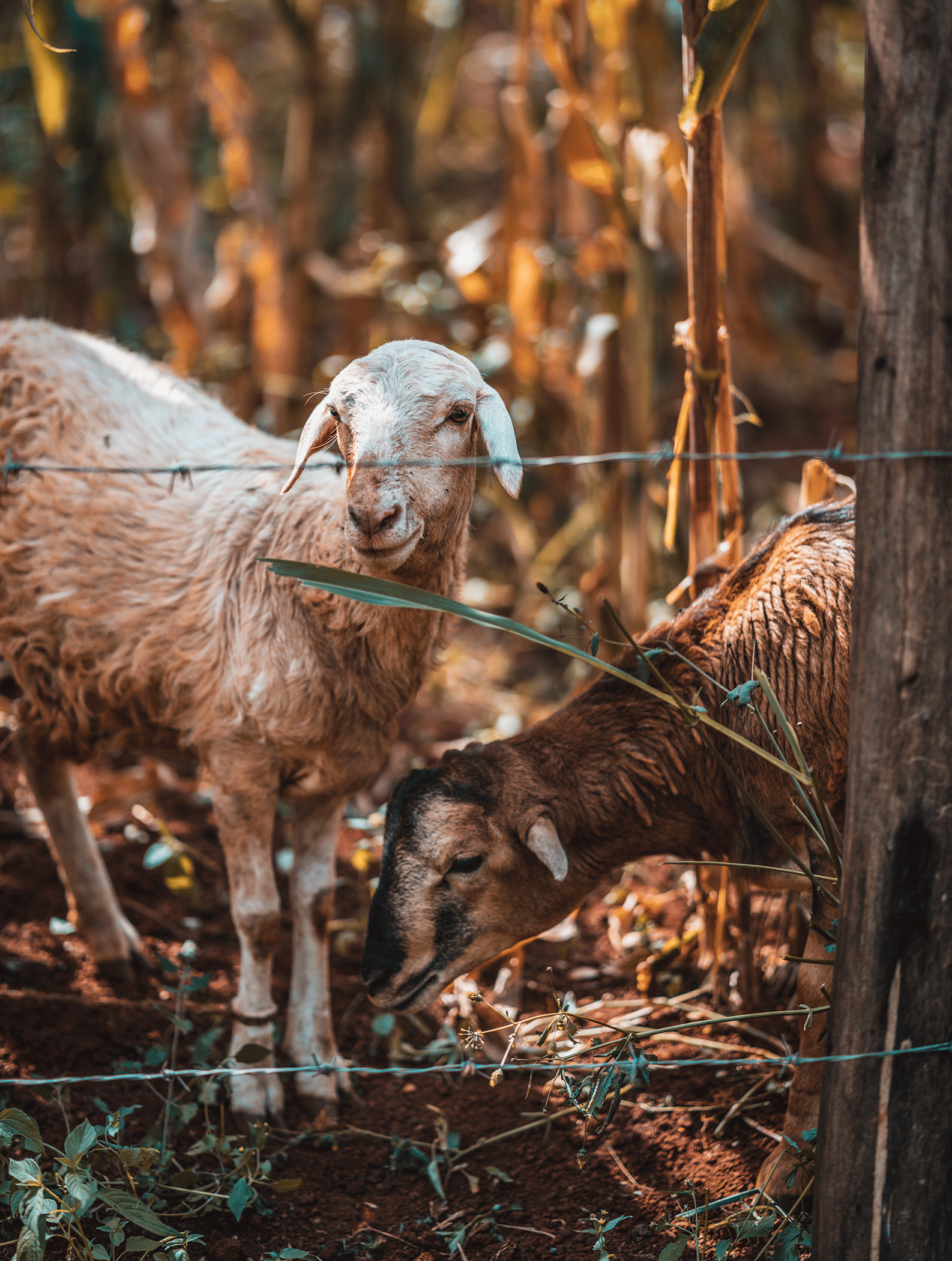 A white goat with curly fleece standing behind a barbed wire fence, with a brown goat and wooden fence post in a field with dried plants and soil, during sunset.