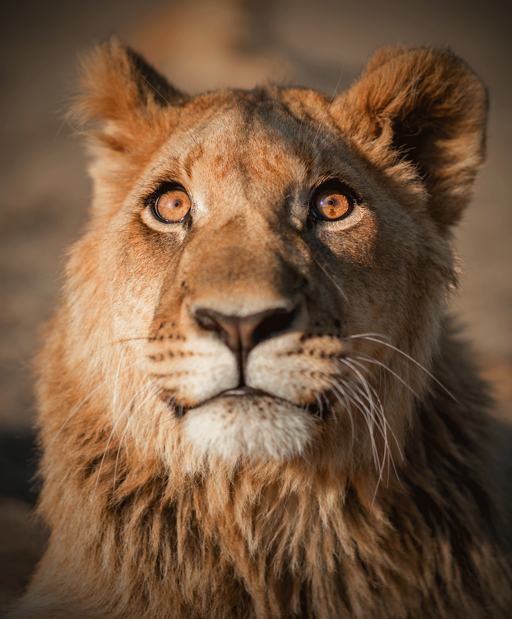 Close-up of a lioness's face showing amber eyes, tan fur, and detailed whiskers.