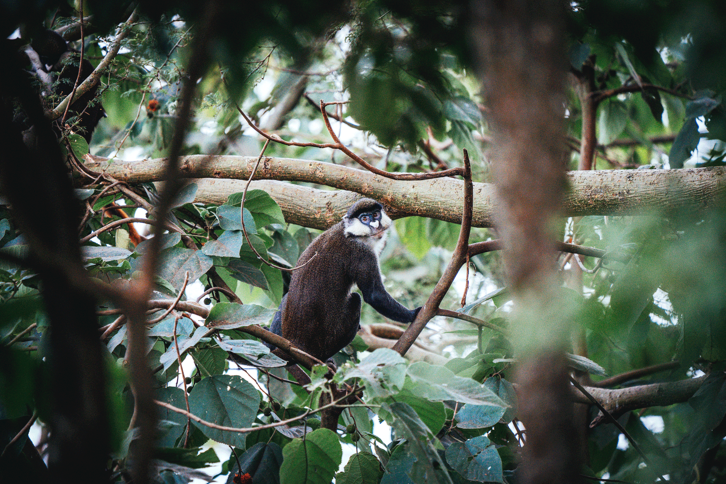 A small black and white monkey with a white face and black eyes sitting on a tree branch surrounded by green leaves.