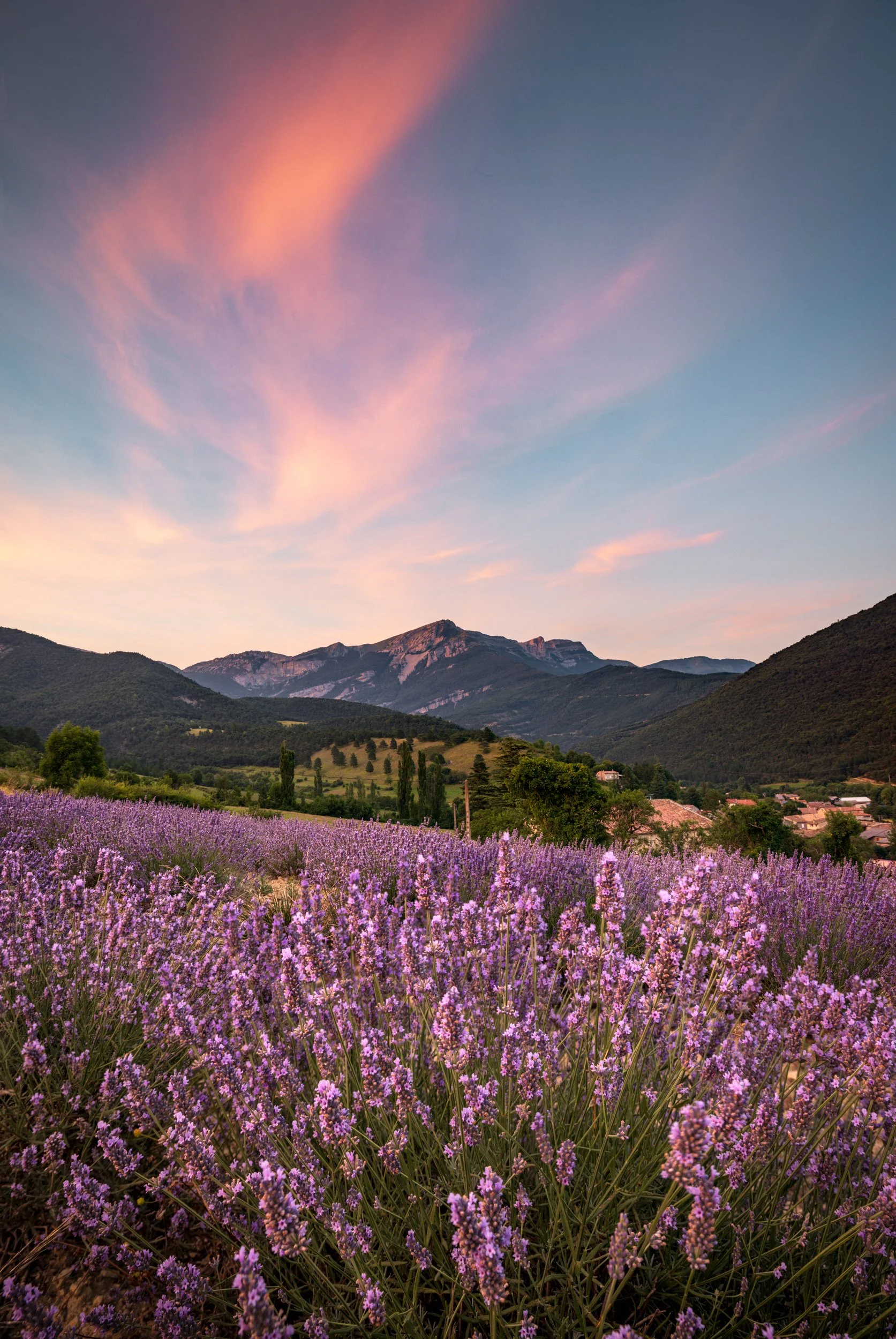 Lavendel