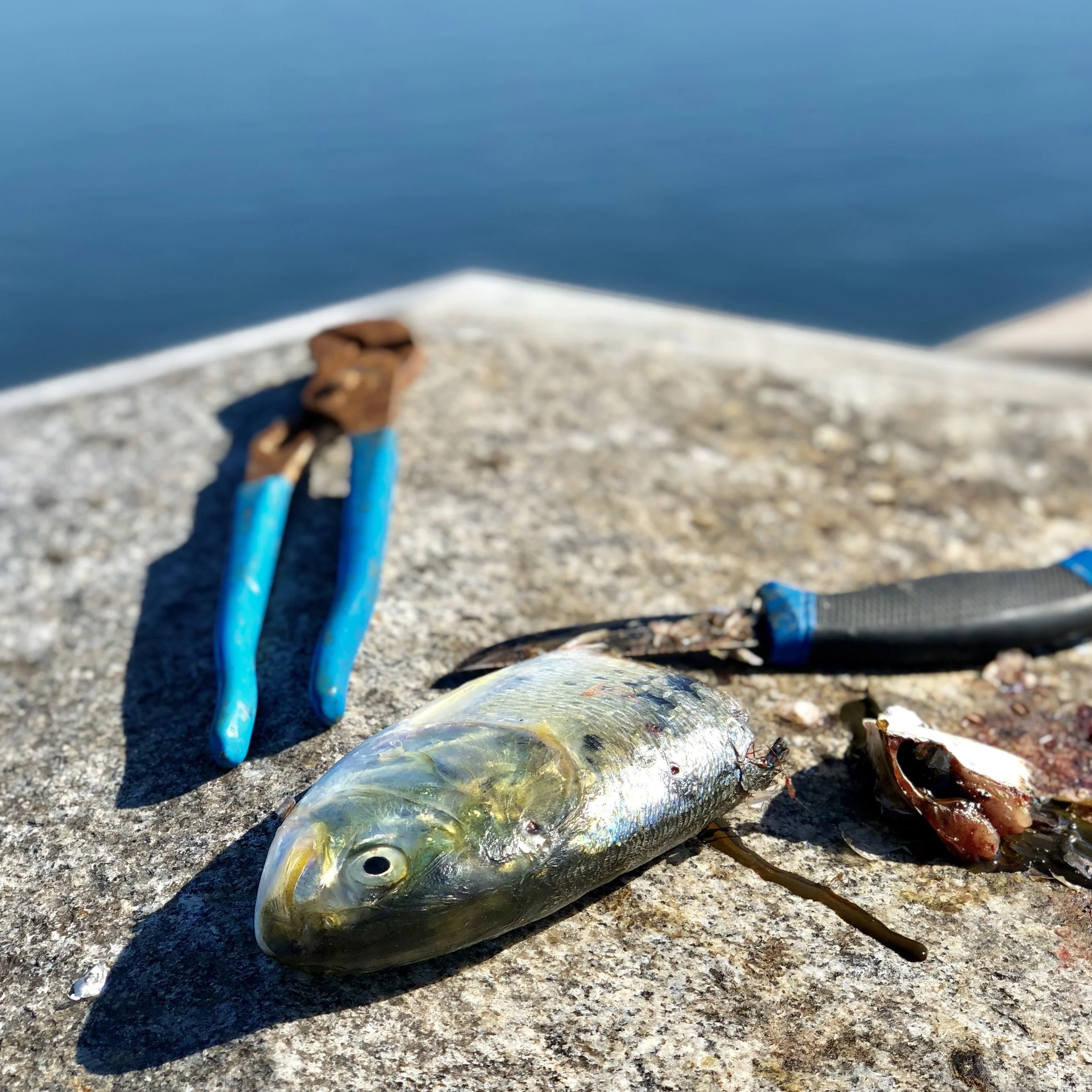 A bait fish on a ledge at Canarsie Pier.