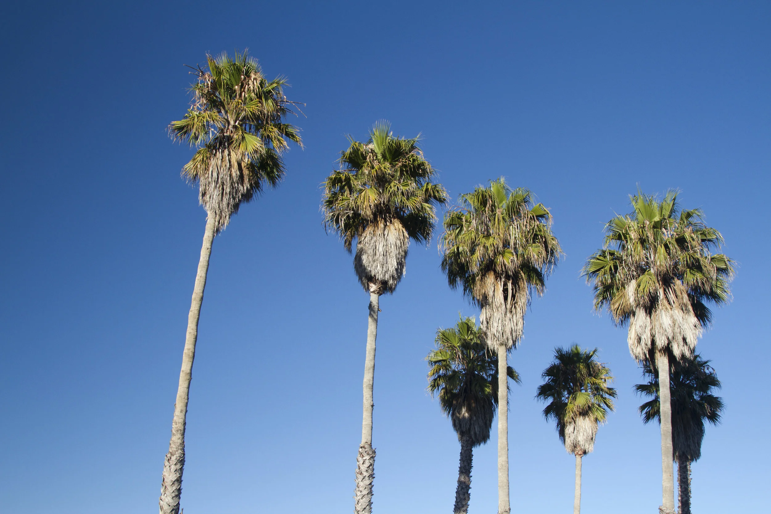Palm_trees2.jpg