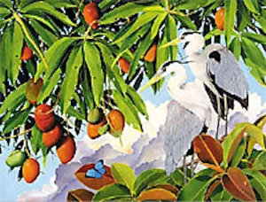 Great Blue Herons and Mangos