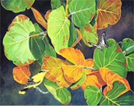 Sea Grape Leaves and Oriole