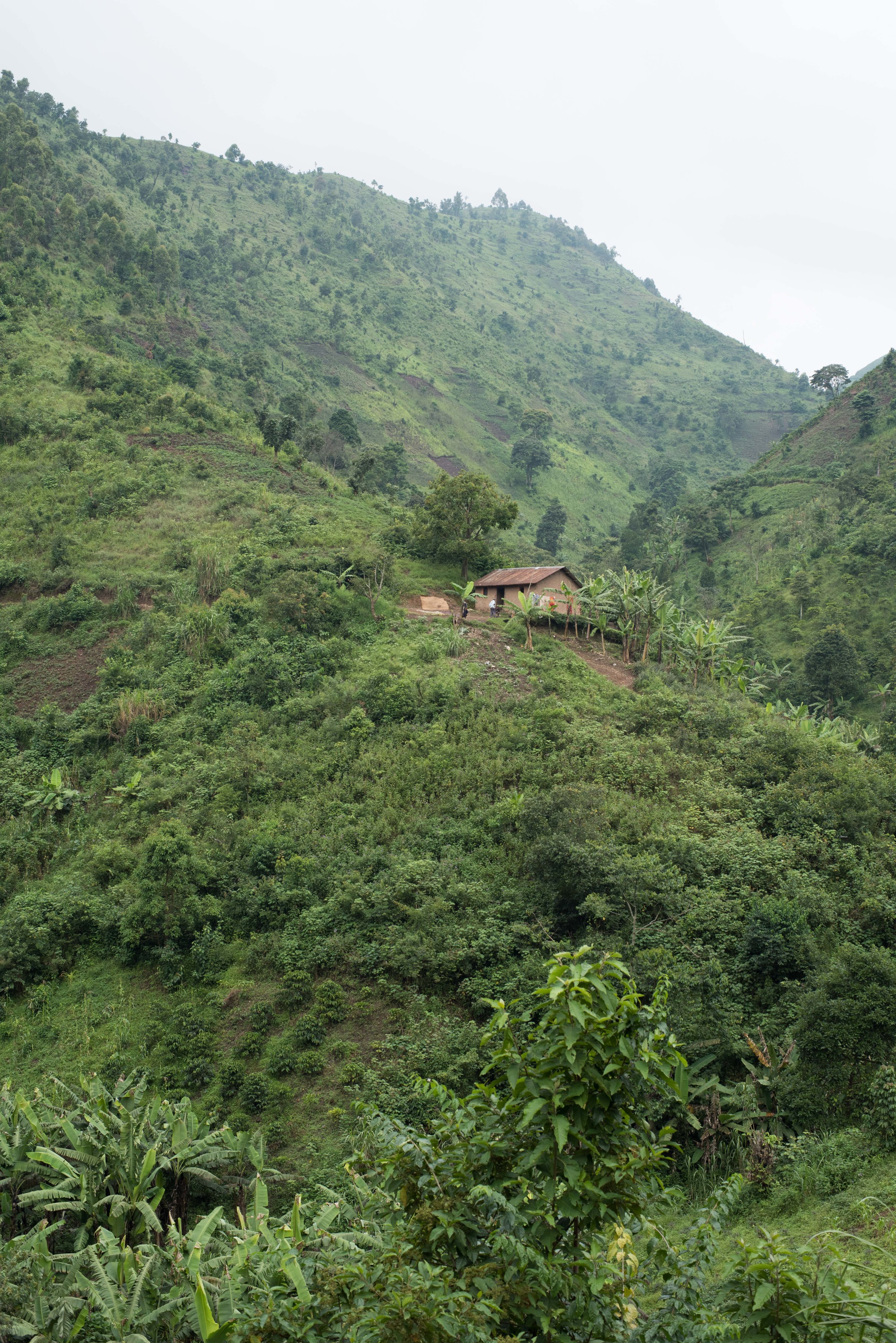   IMPENETRABLE FOREST IN UGANDA  