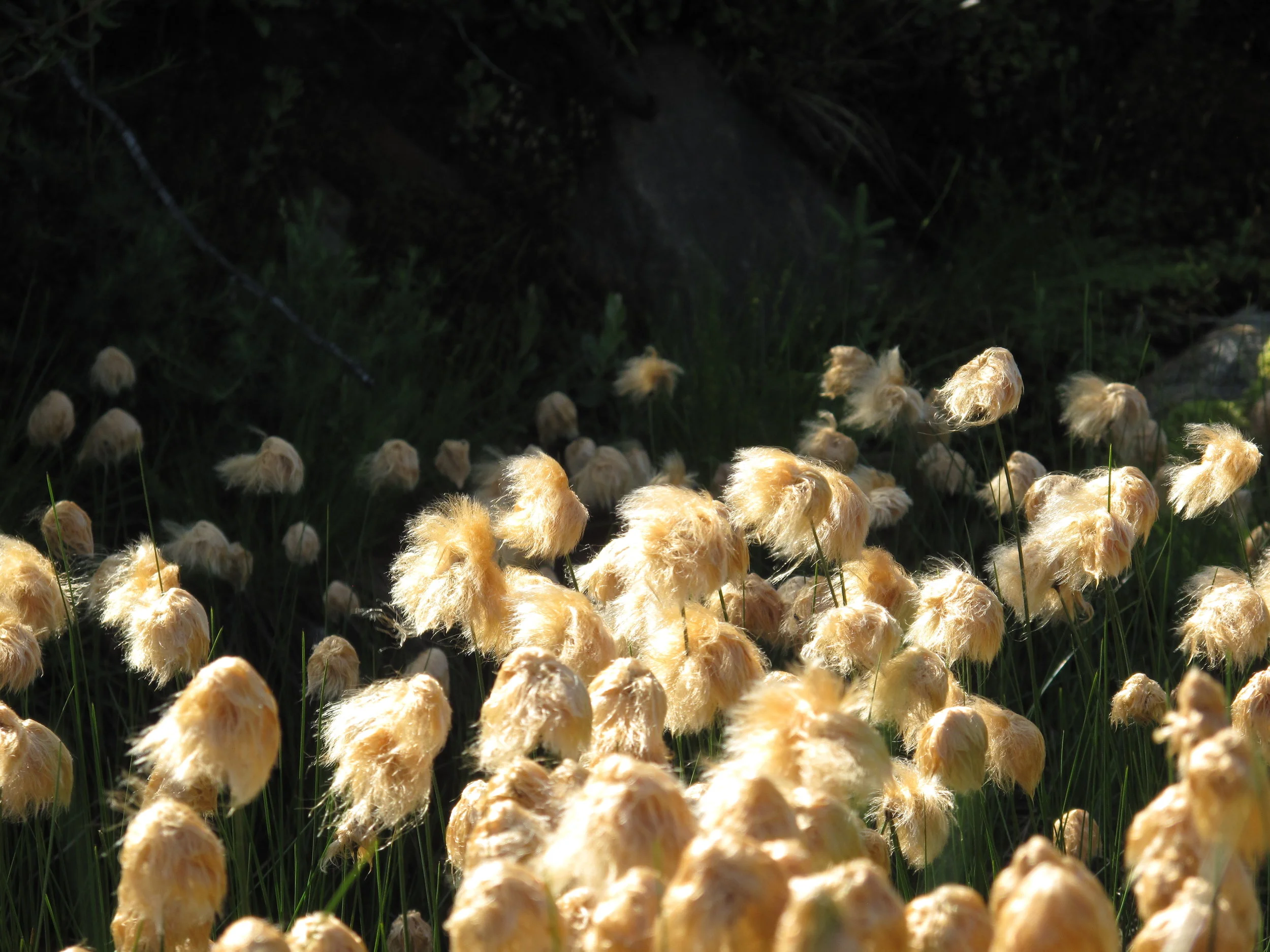 How does climate change impact health in rural and remote regions in Canada?