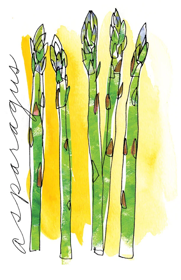 Asparagus spot illustration