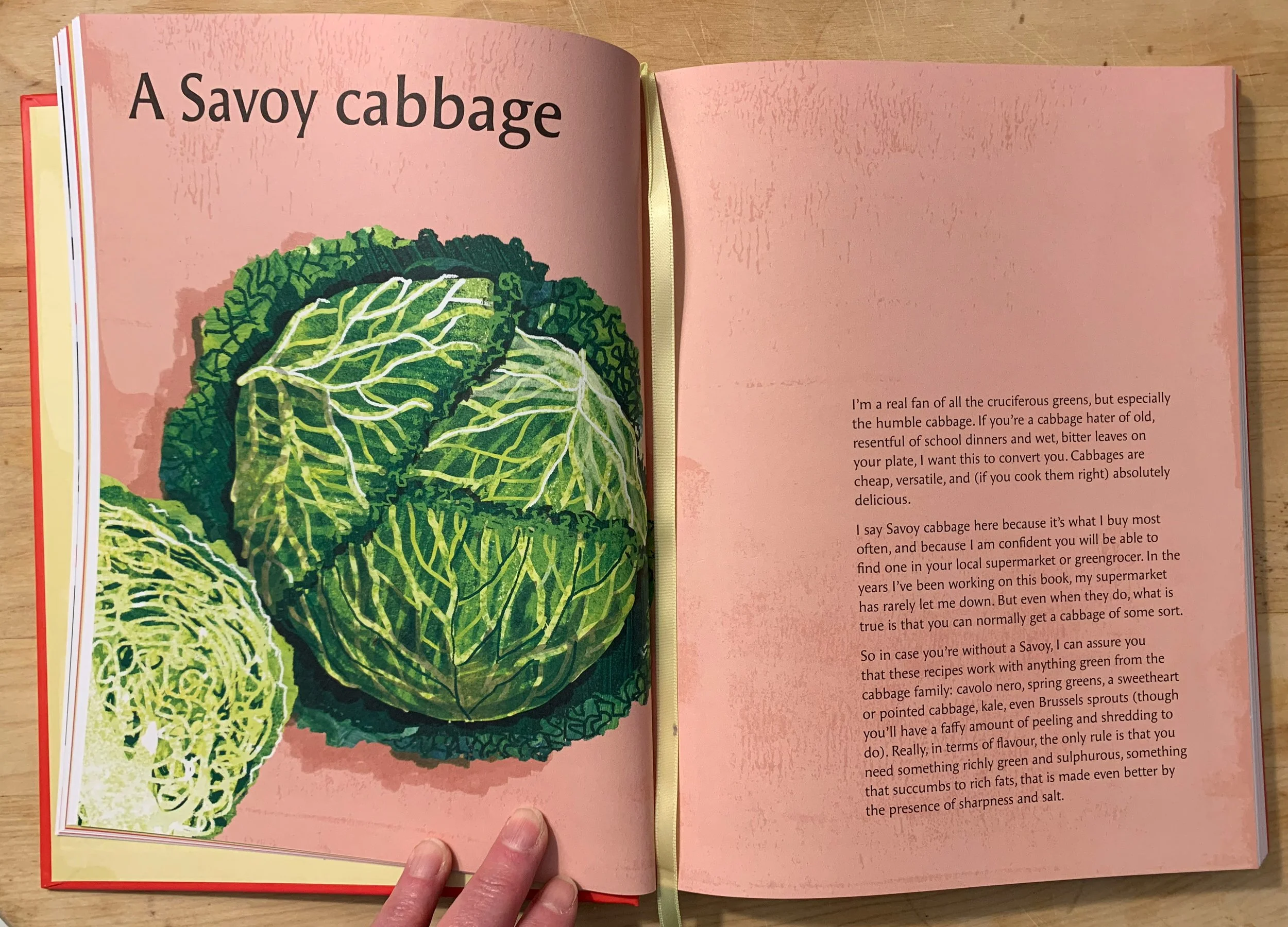 food illustration of savoy cabbage
