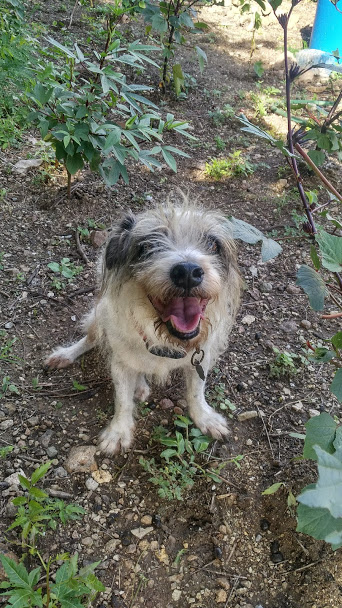 Distillery Dog inspecting the Sorrel Patch