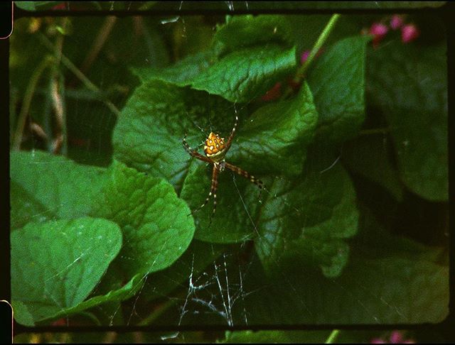 Patiently waiting, learning, growing!
Shot on: #bolexh16 7207 250D @kodak_shootfilm #16mmfilm