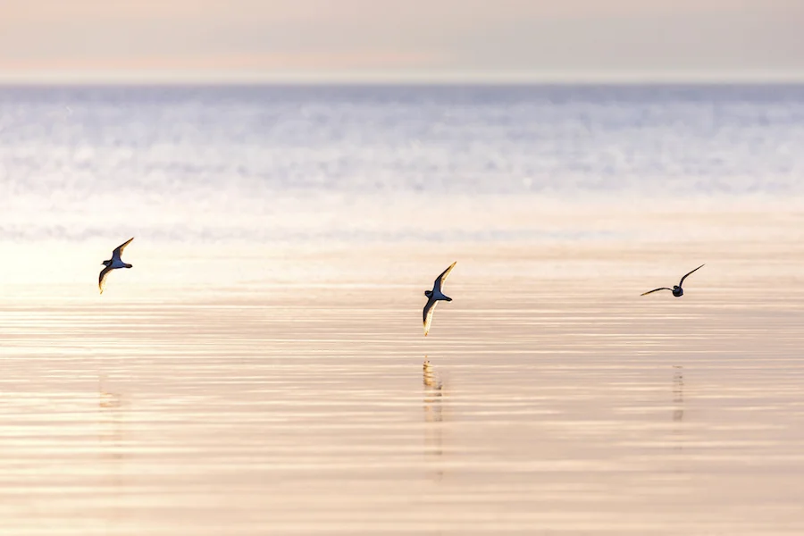 Louise Nordström Pettersson