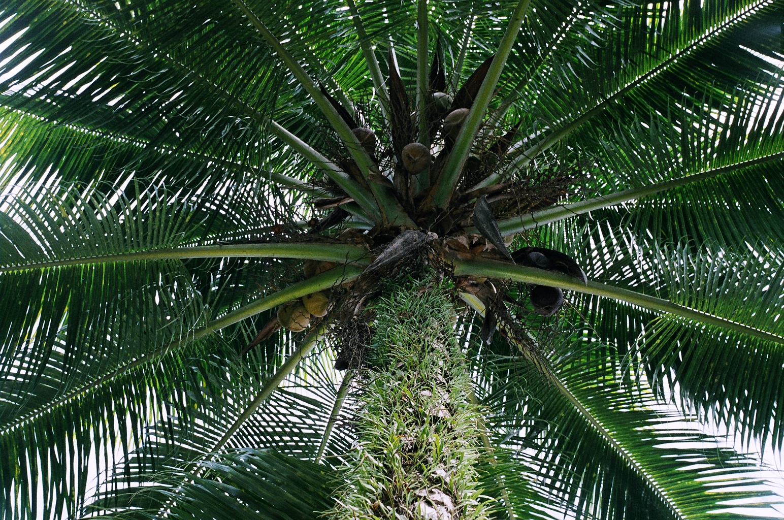 Palm.-NH.jpg