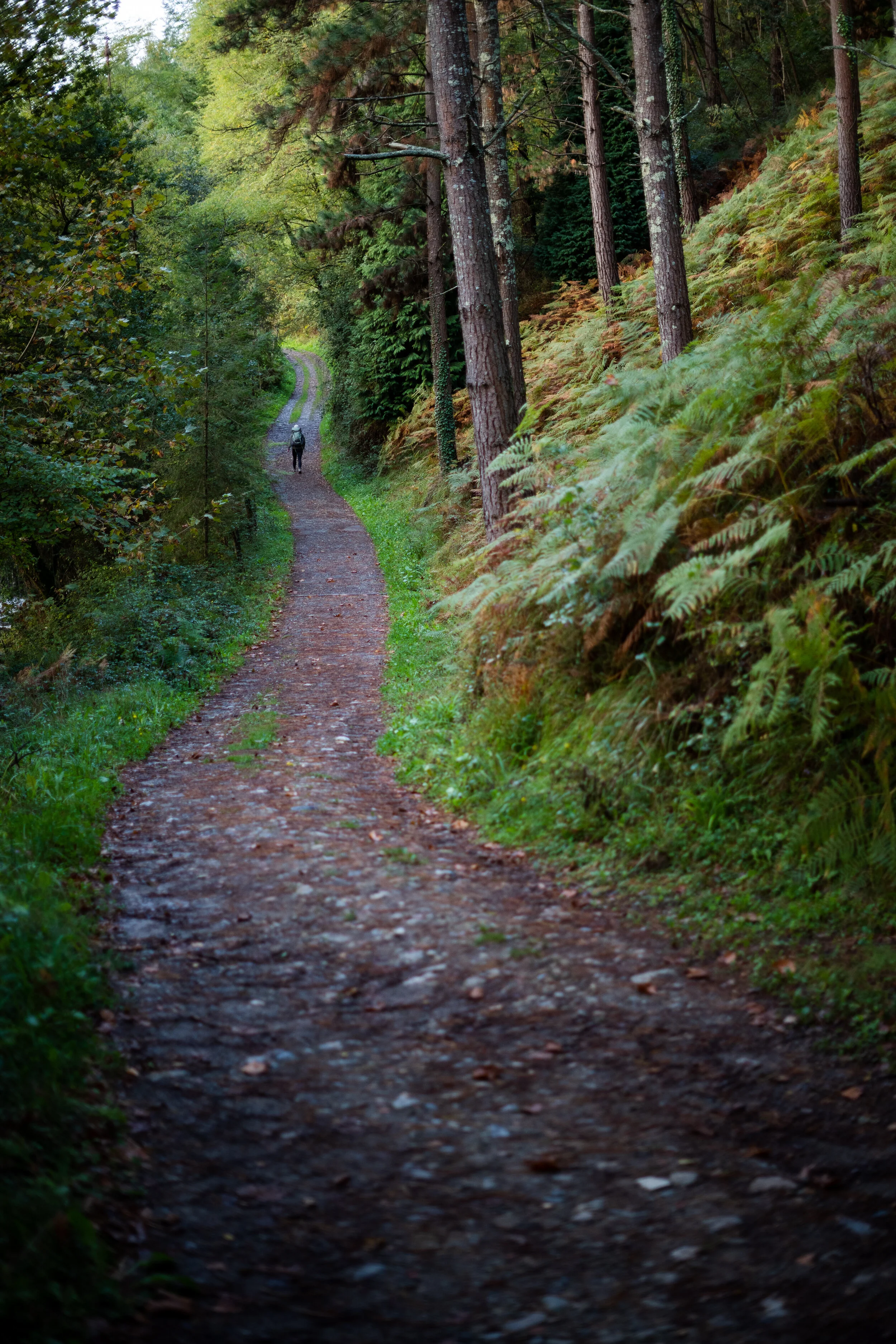 Camino for the Amazon — Lodestars