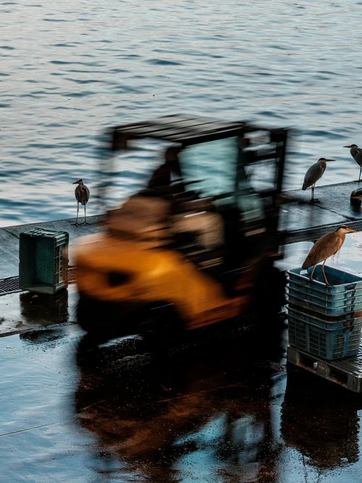A cart carrying boxes of fish zips through Himi Fishing Port as herons look on