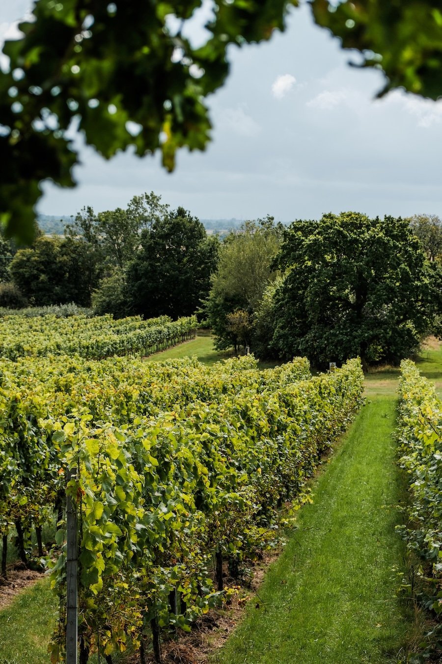 Rows of leafy grape vines drape over a hill at Gusbourne Estate