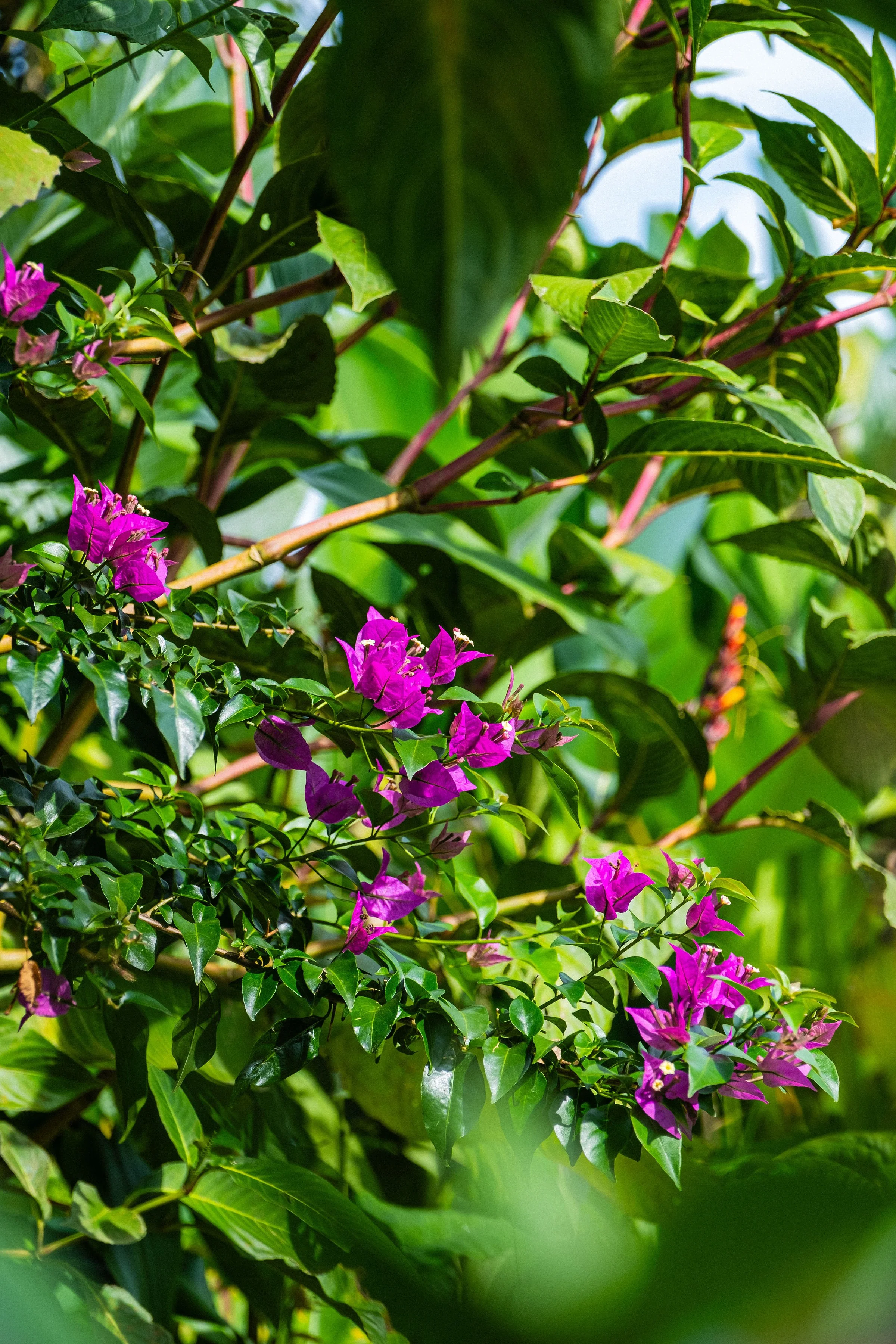 A closeup of purple wildflowers in Ubud Bali