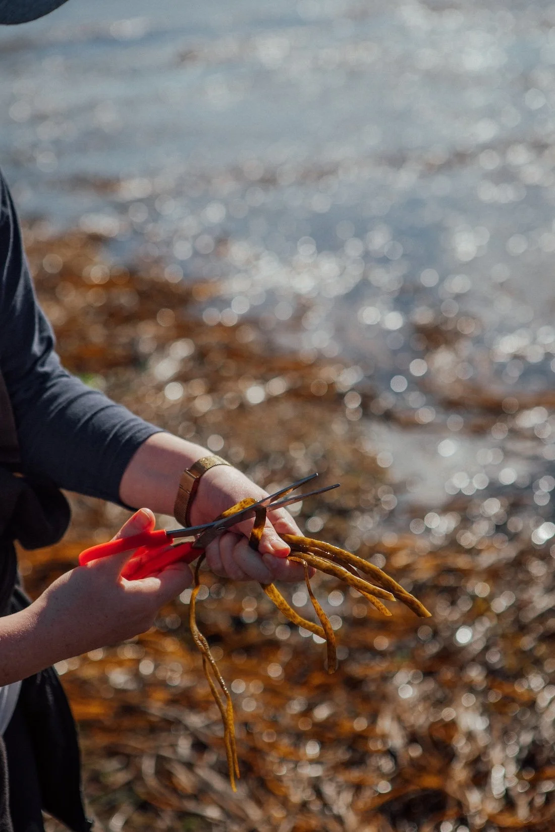 Freshly harvested seaweed is cut with red scissors while the water shimmers in the background