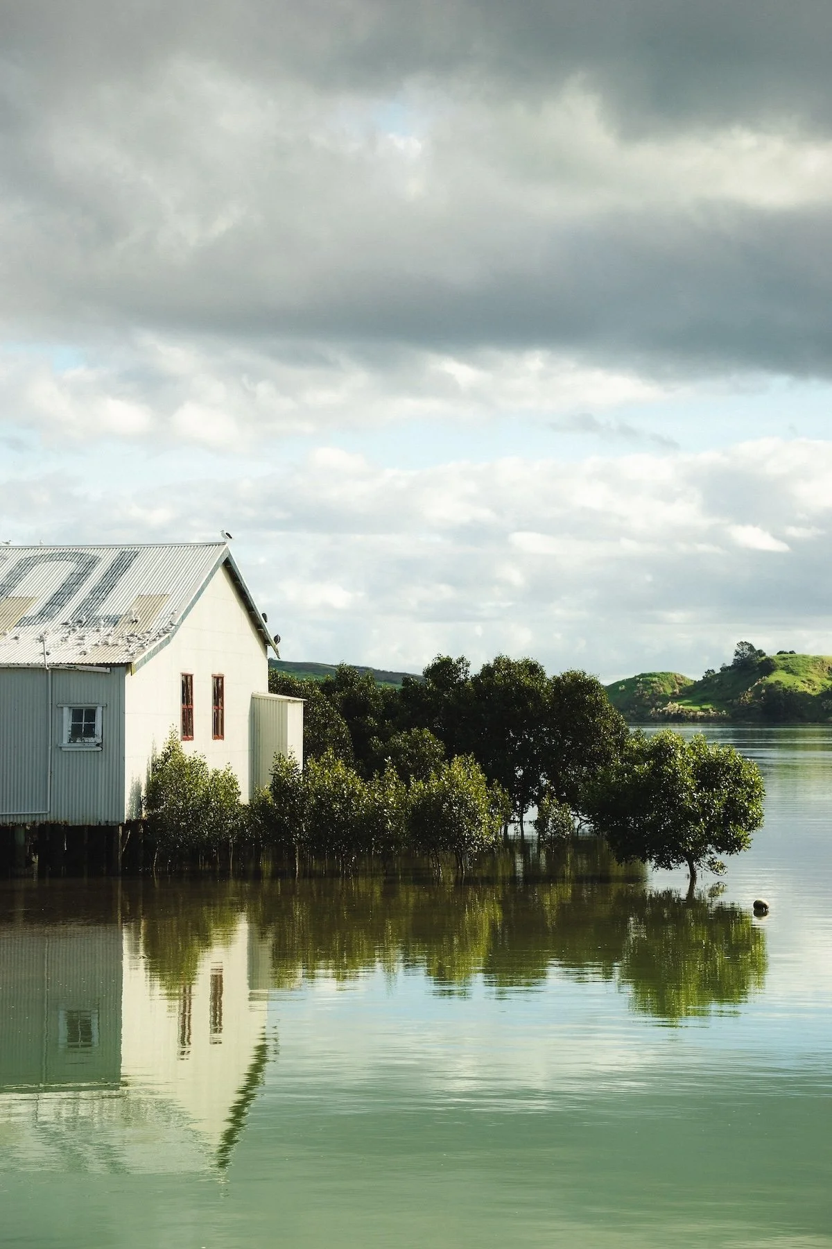 A tin house, with seagulls of its roof, sits above a body of water. Grassy hills are seen in the background, and there are mangroves lining the water